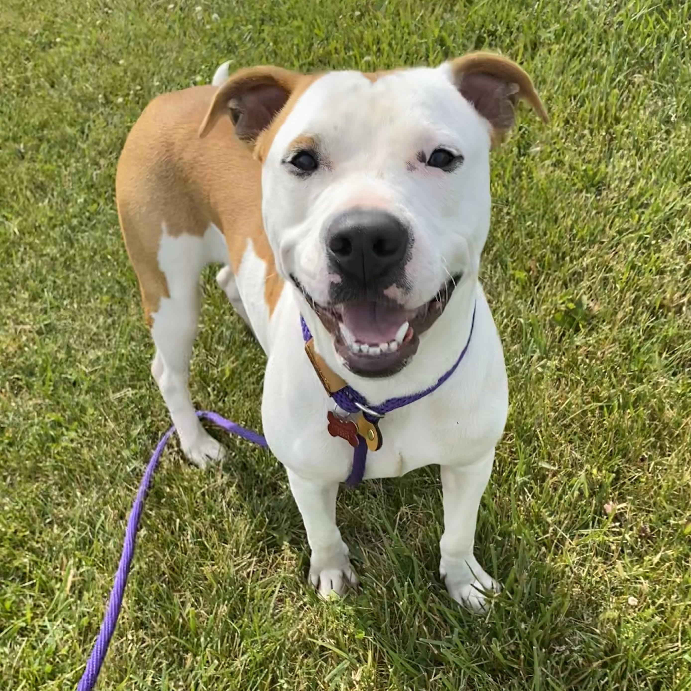 Pongo*, an adopted mixed breed in Allegan, MI image 3/6