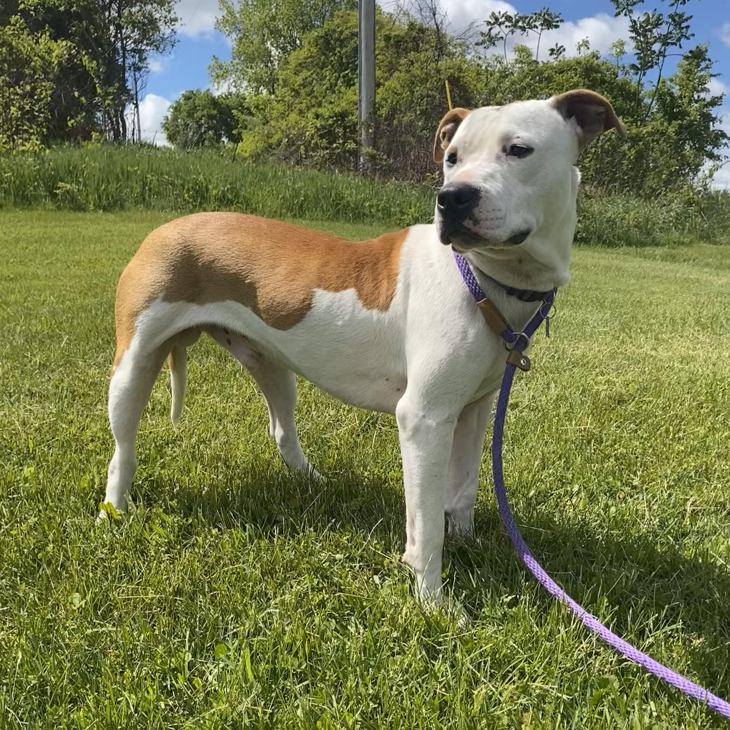 Pongo*, an adopted mixed breed in Allegan, MI image 6/6