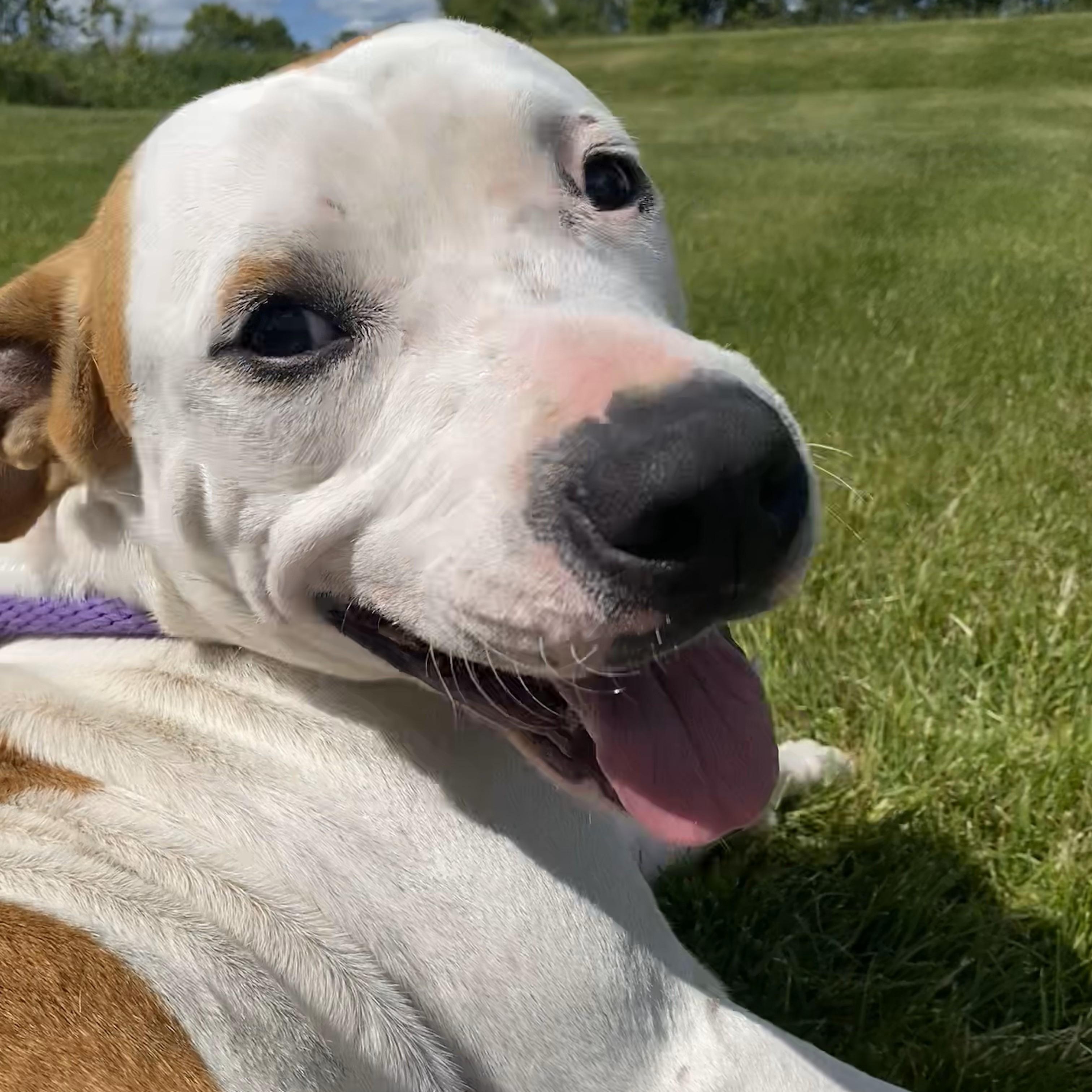 Pongo*, an adopted mixed breed in Allegan, MI image 1/6