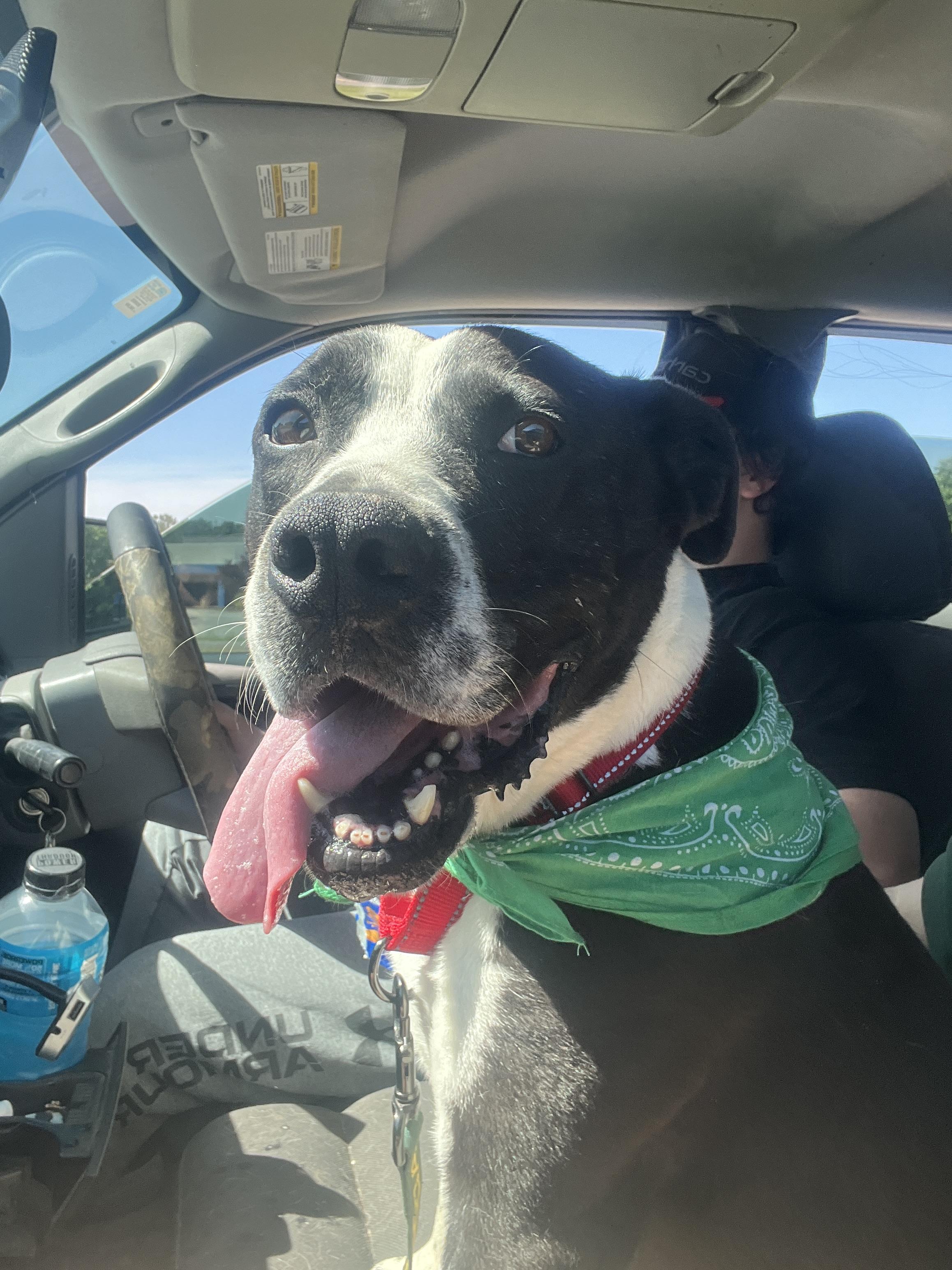 Bernard, a Adoptable mixed breed in McKenzie, TN image 4/6