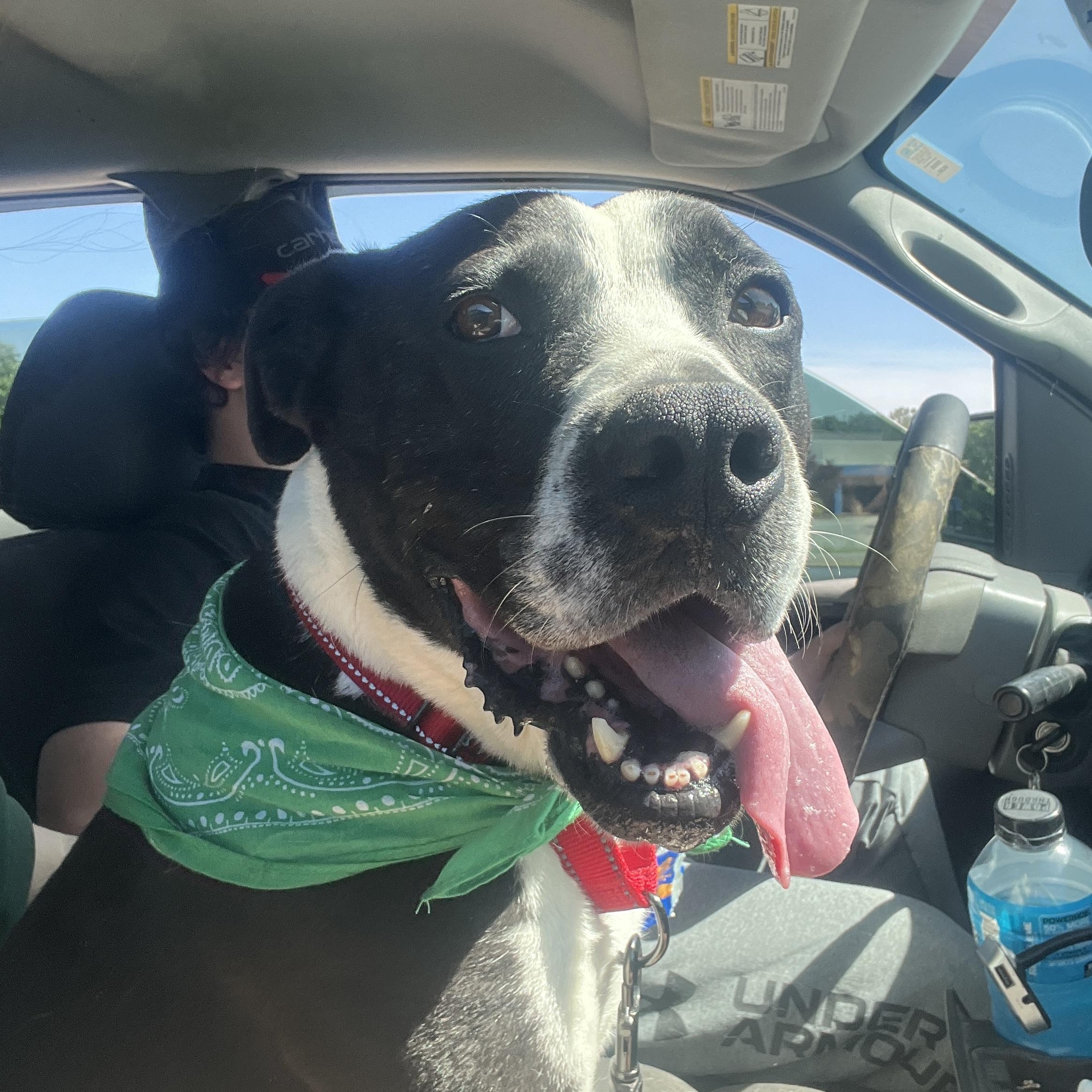 Enlarge Bernard, a Adoptable mixed breed in McKenzie, TN image 4/5