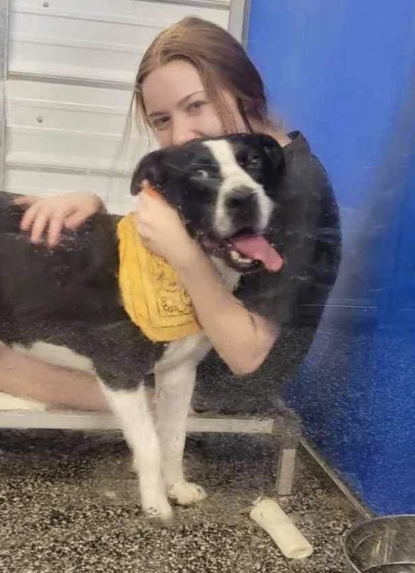 Bernard, a Adoptable mixed breed in McKenzie, TN image 2/6