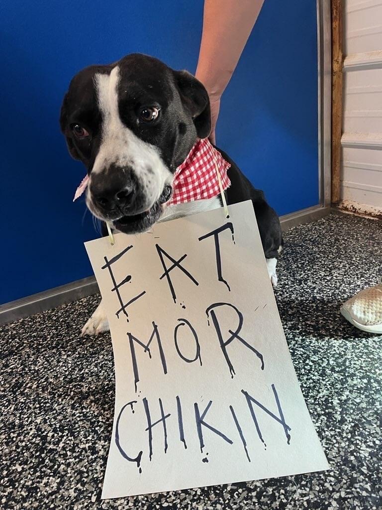 Bernard, a Adoptable mixed breed in McKenzie, TN image 5/6