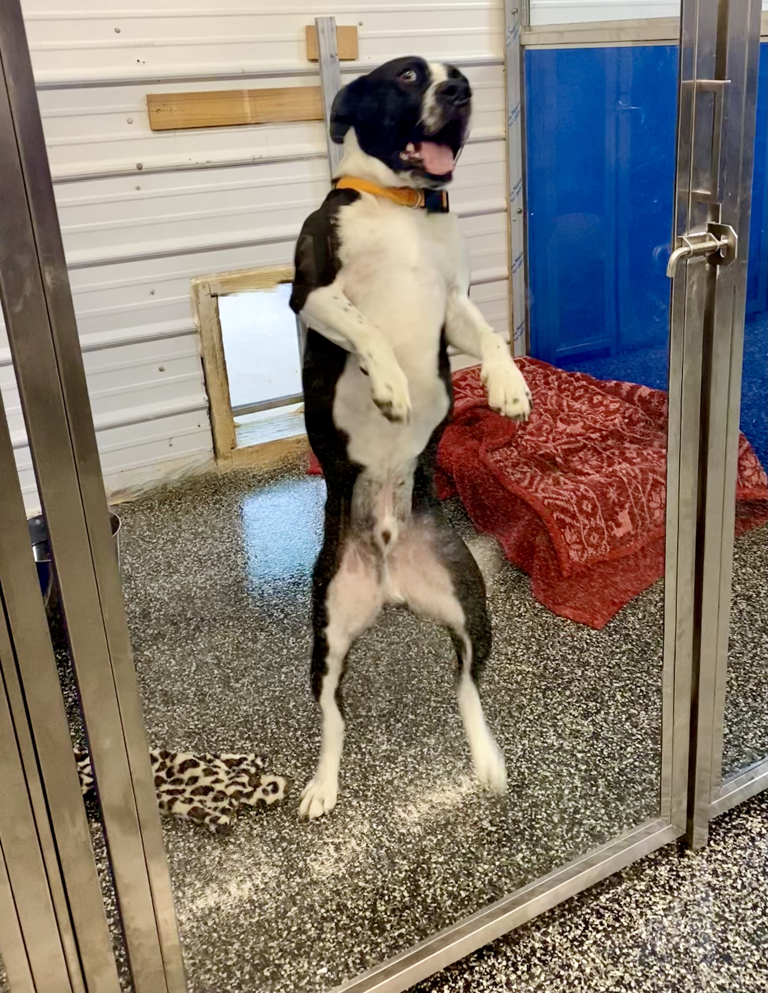 Bernard, a Adoptable mixed breed in McKenzie, TN image 6/6