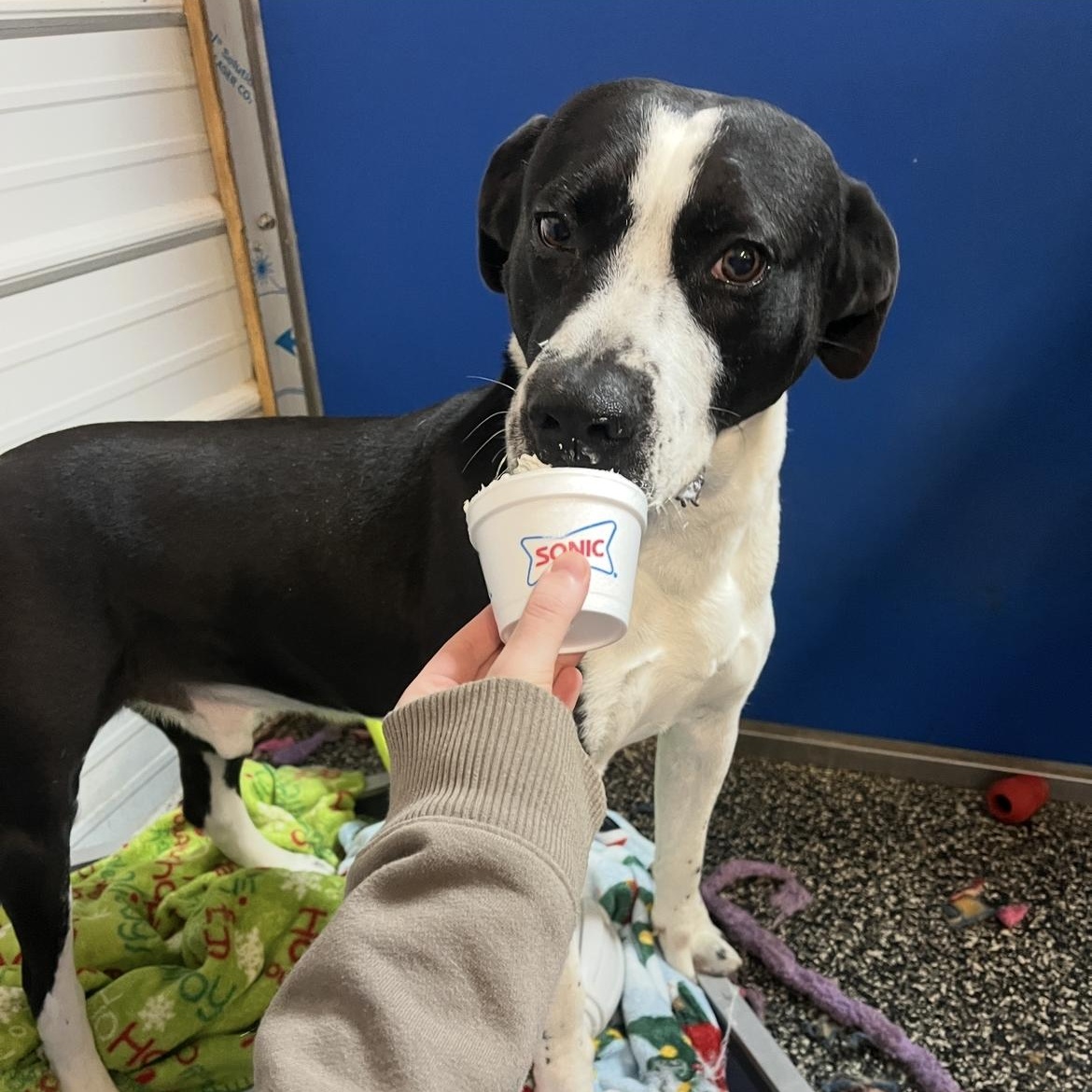 Enlarge Bernard, a Adoptable mixed breed in McKenzie, TN image 2/5