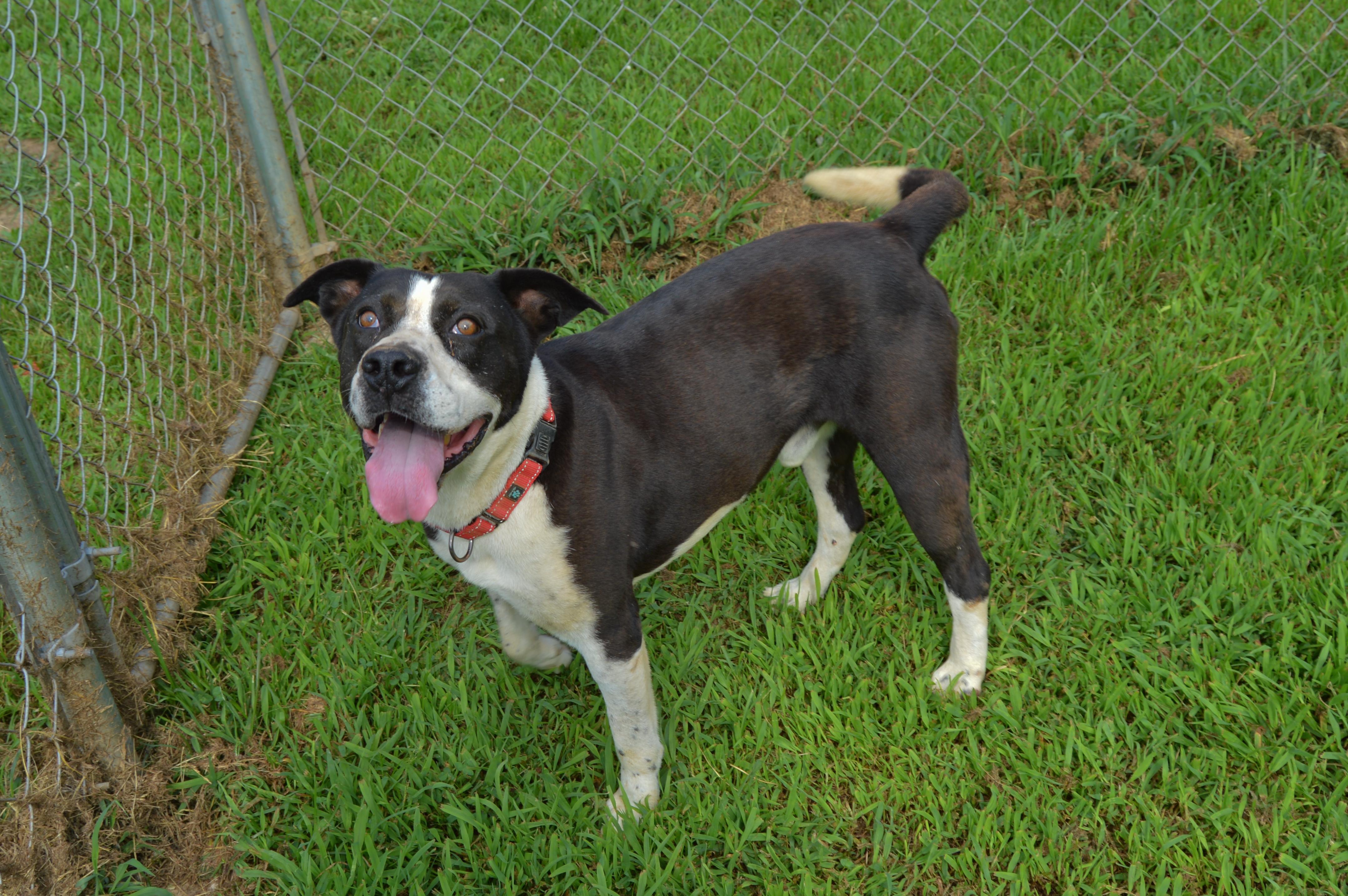 Bernard, Adoptable, Adult Male American Bully & Basset Hound.
