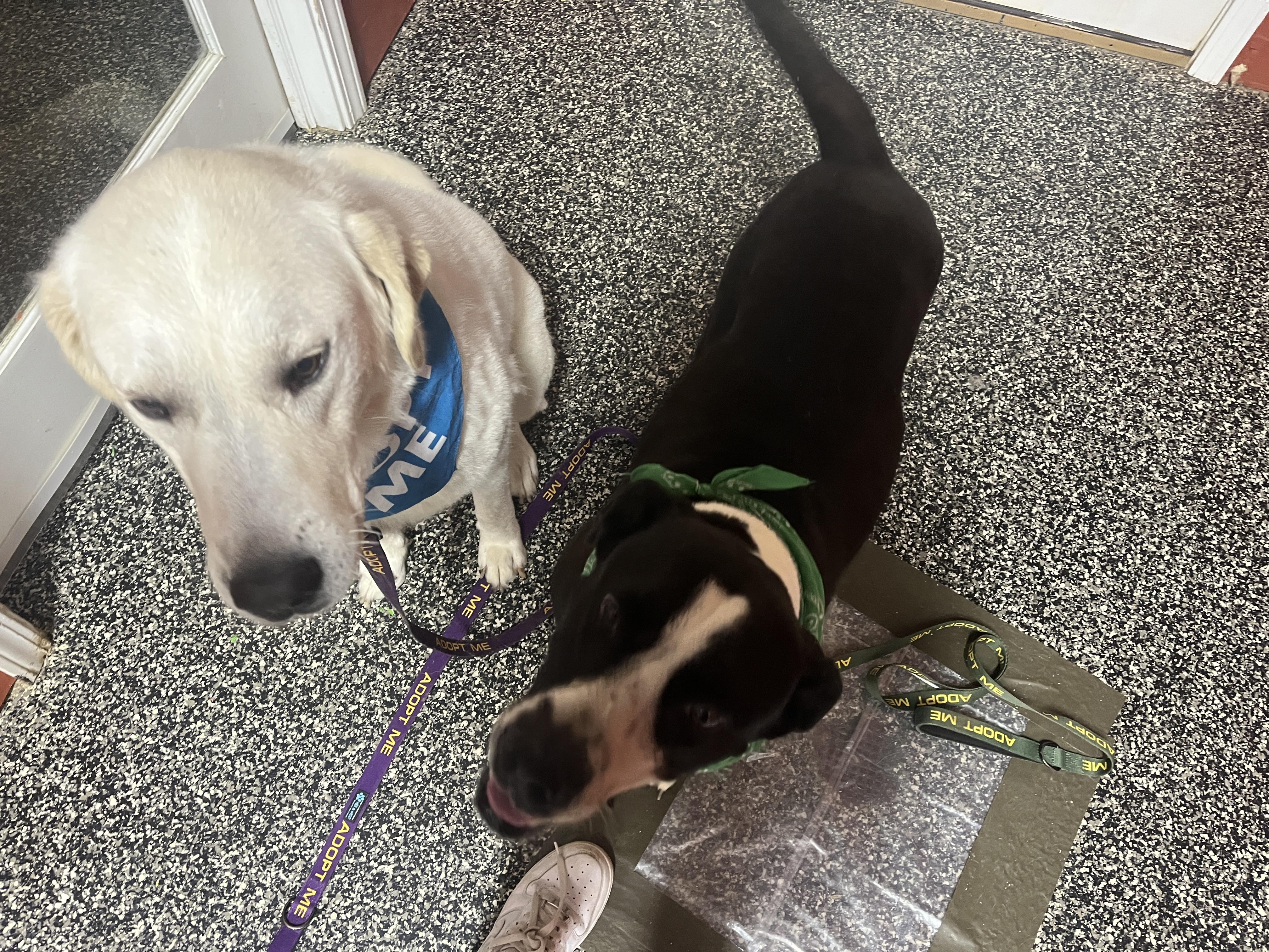 Bernard, a Adoptable mixed breed in McKenzie, TN image 3/6