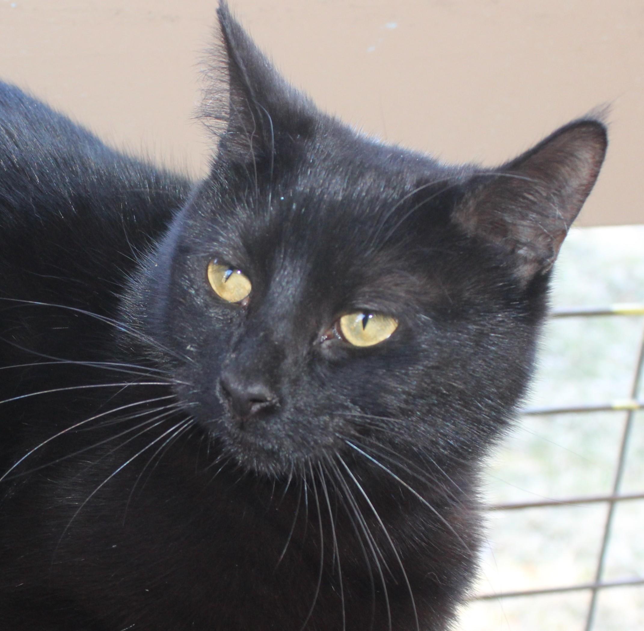 Enlarge Princessa, a Adoptable mixed breed in Huron, SD image 2/3