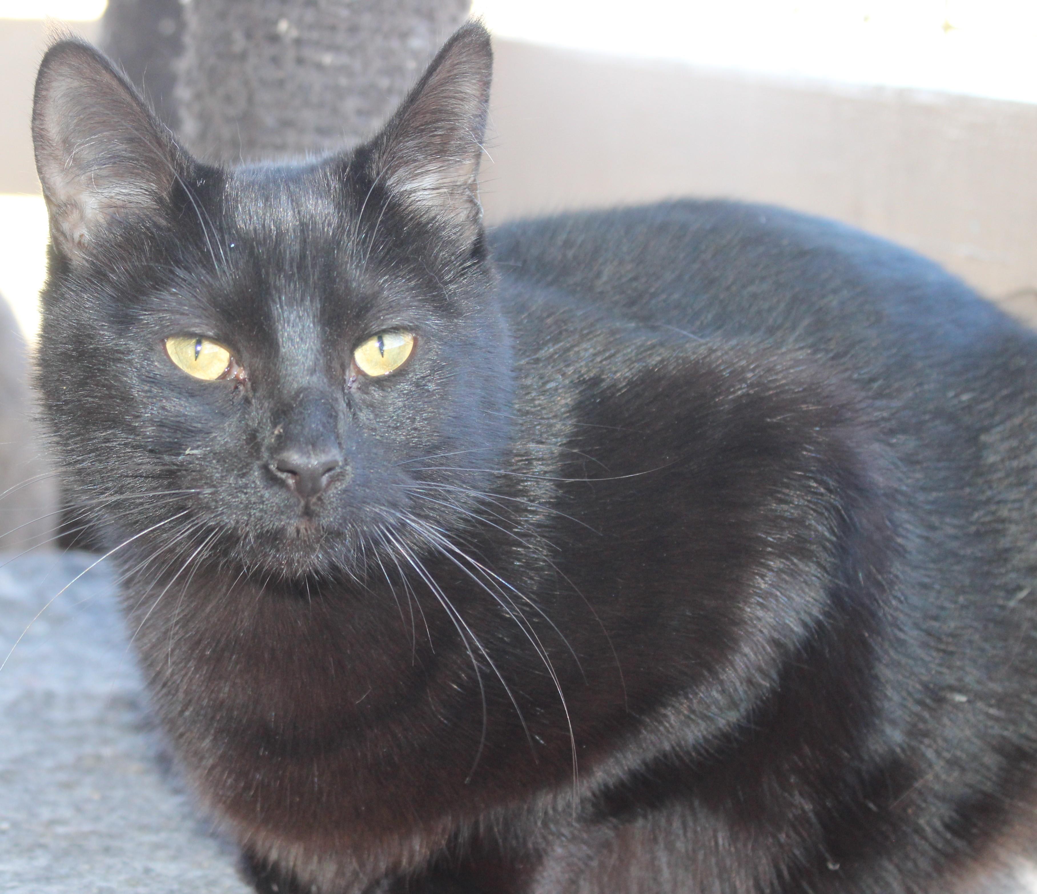 Princessa, Adoptable, Adult Female Domestic Short Hair.