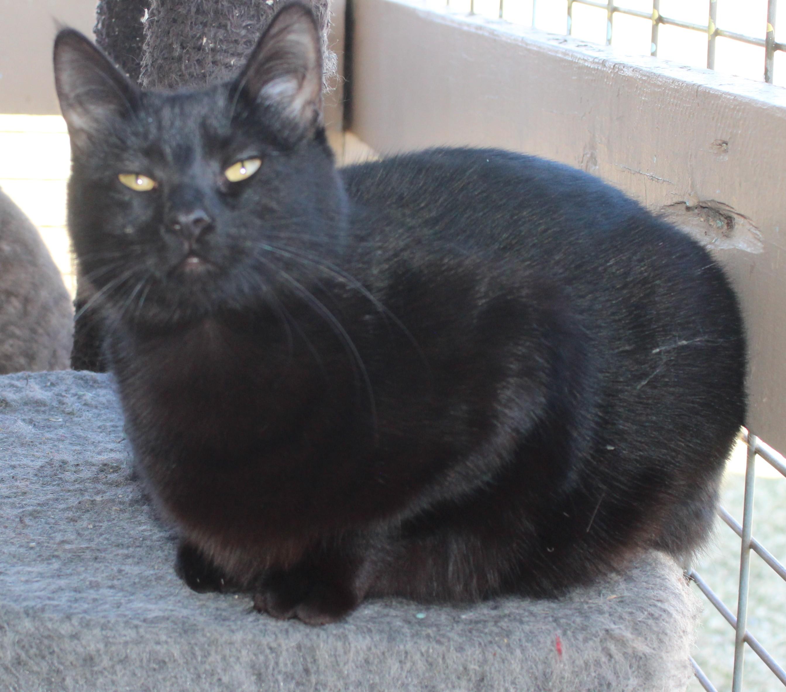 Enlarge Princessa, a Adoptable mixed breed in Huron, SD image 3/3