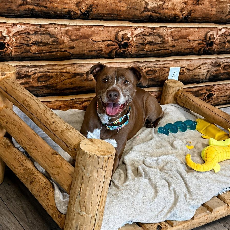 Enlarge Buddy, a Adoptable mixed breed in Rochester, NY image 2/6
