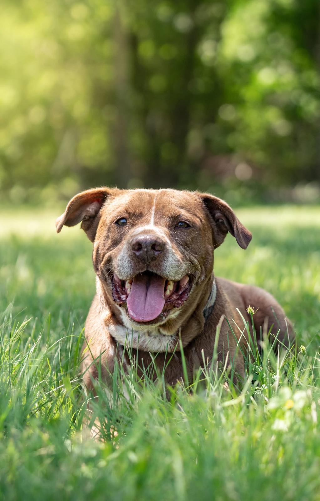 Enlarge Buddy, a Adoptable mixed breed in Rochester, NY image 3/6