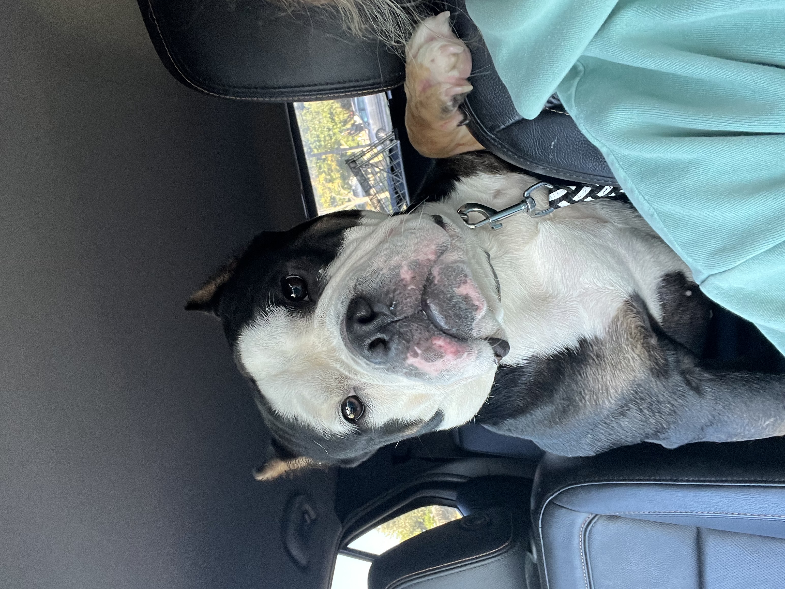 King, a Adoptable mixed breed in Spencer, IA image 5/6