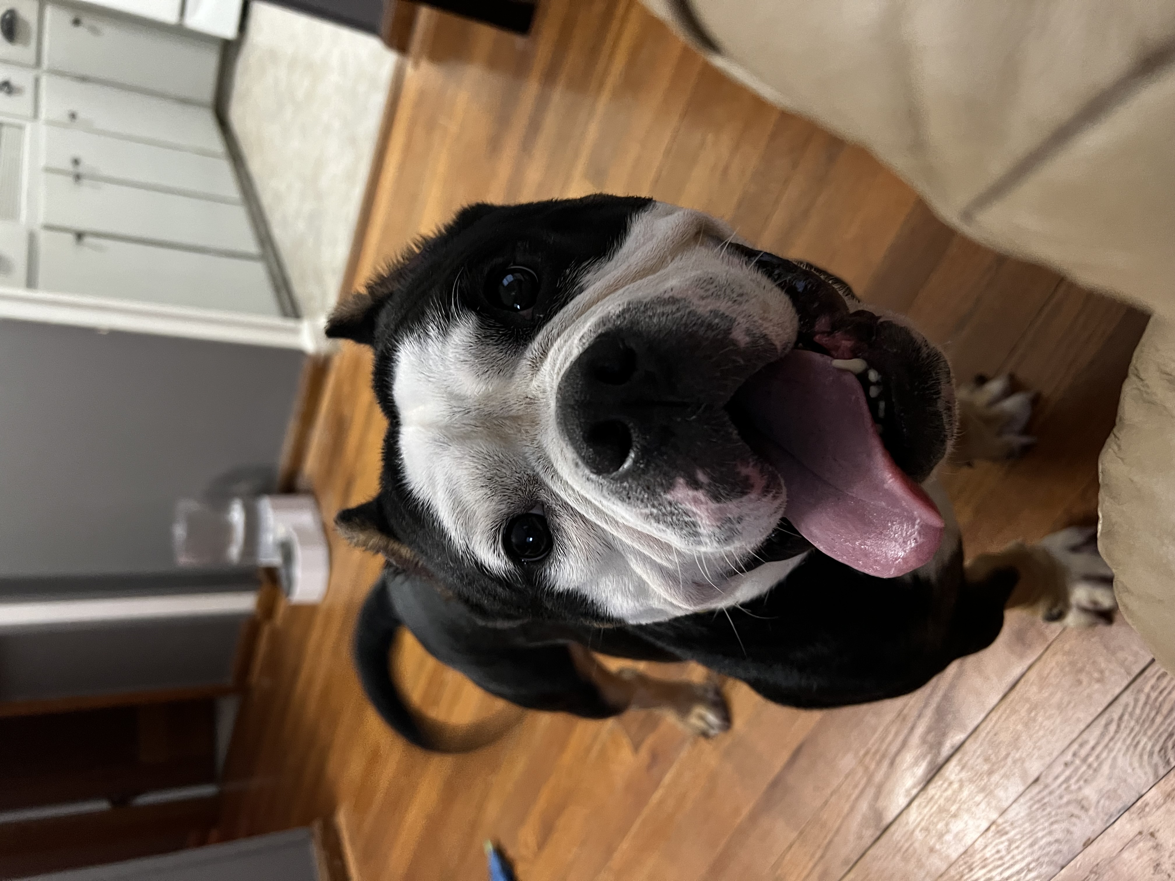 King, a Adoptable mixed breed in Spencer, IA image 1/6