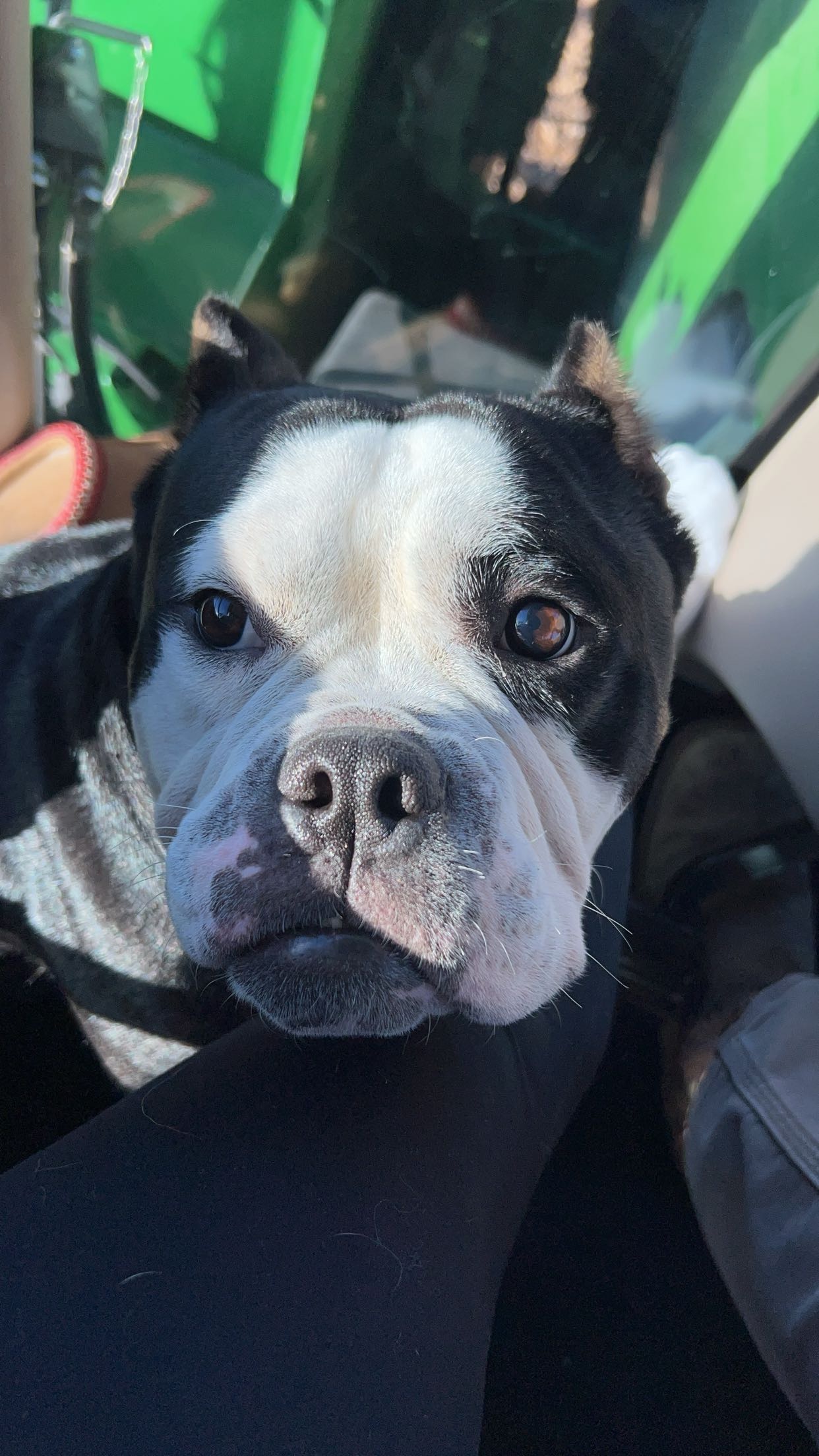 King, a Adoptable mixed breed in Spencer, IA image 2/6