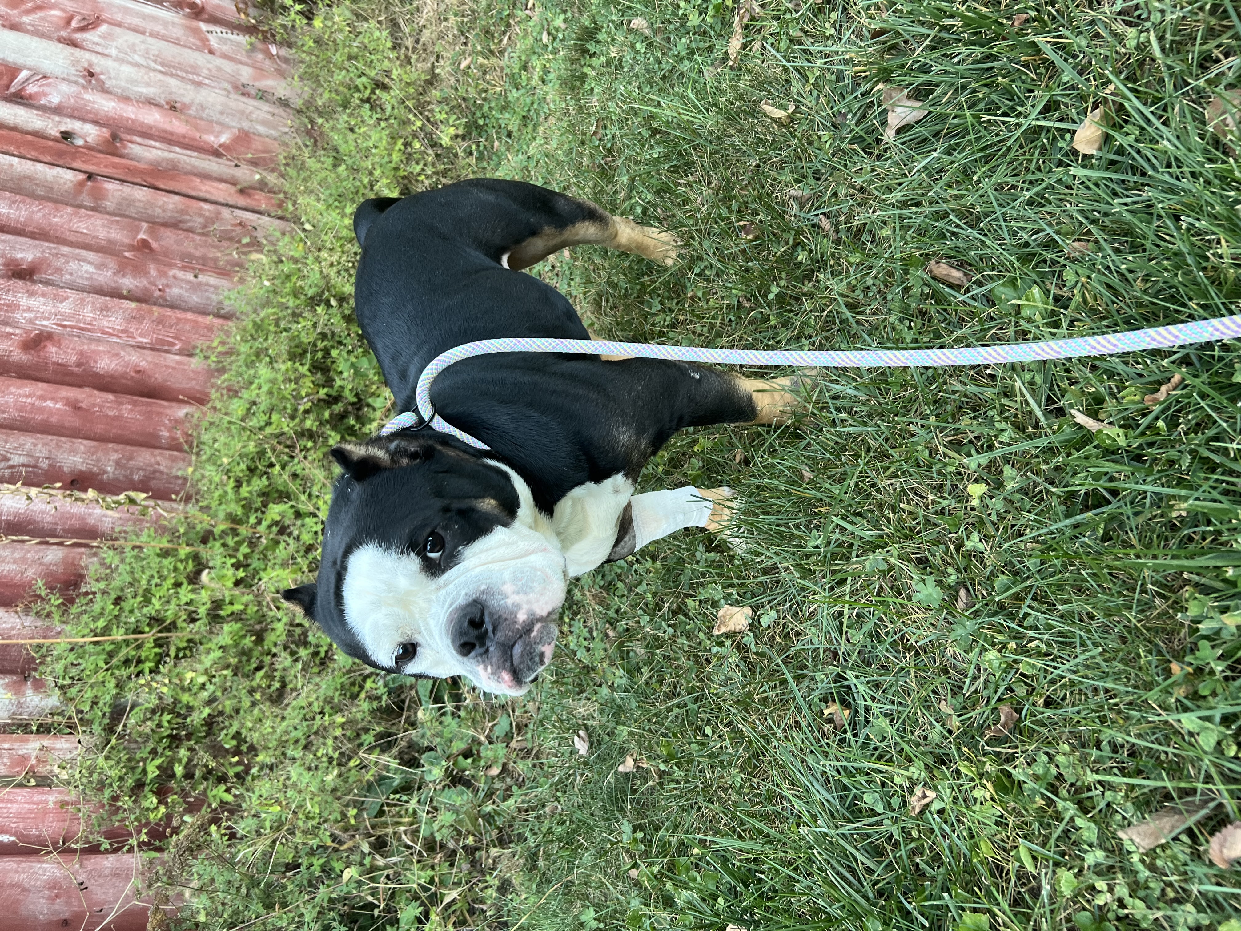 King, a Adoptable mixed breed in Spencer, IA image 3/6