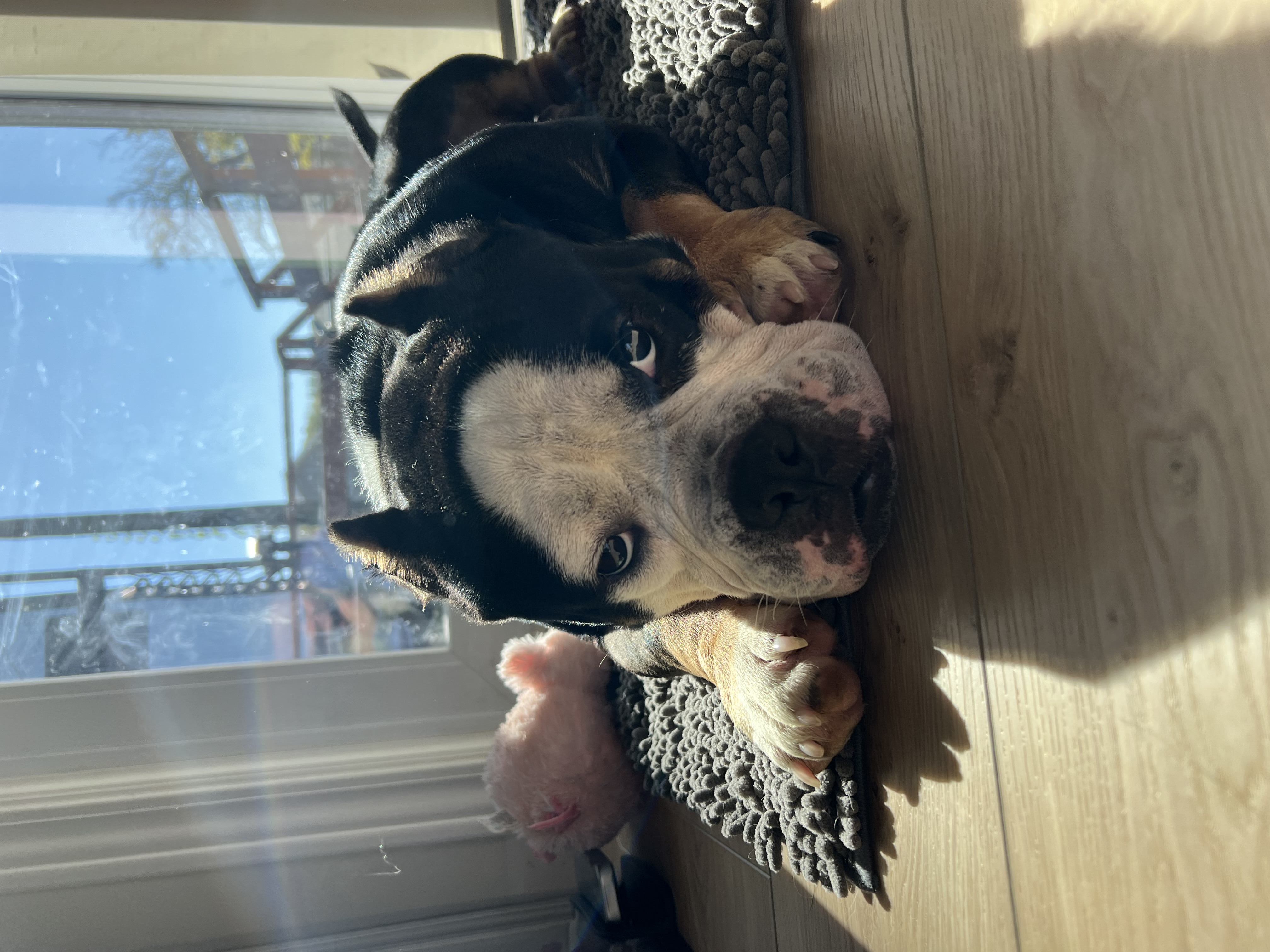 King, a Adoptable mixed breed in Spencer, IA image 4/6