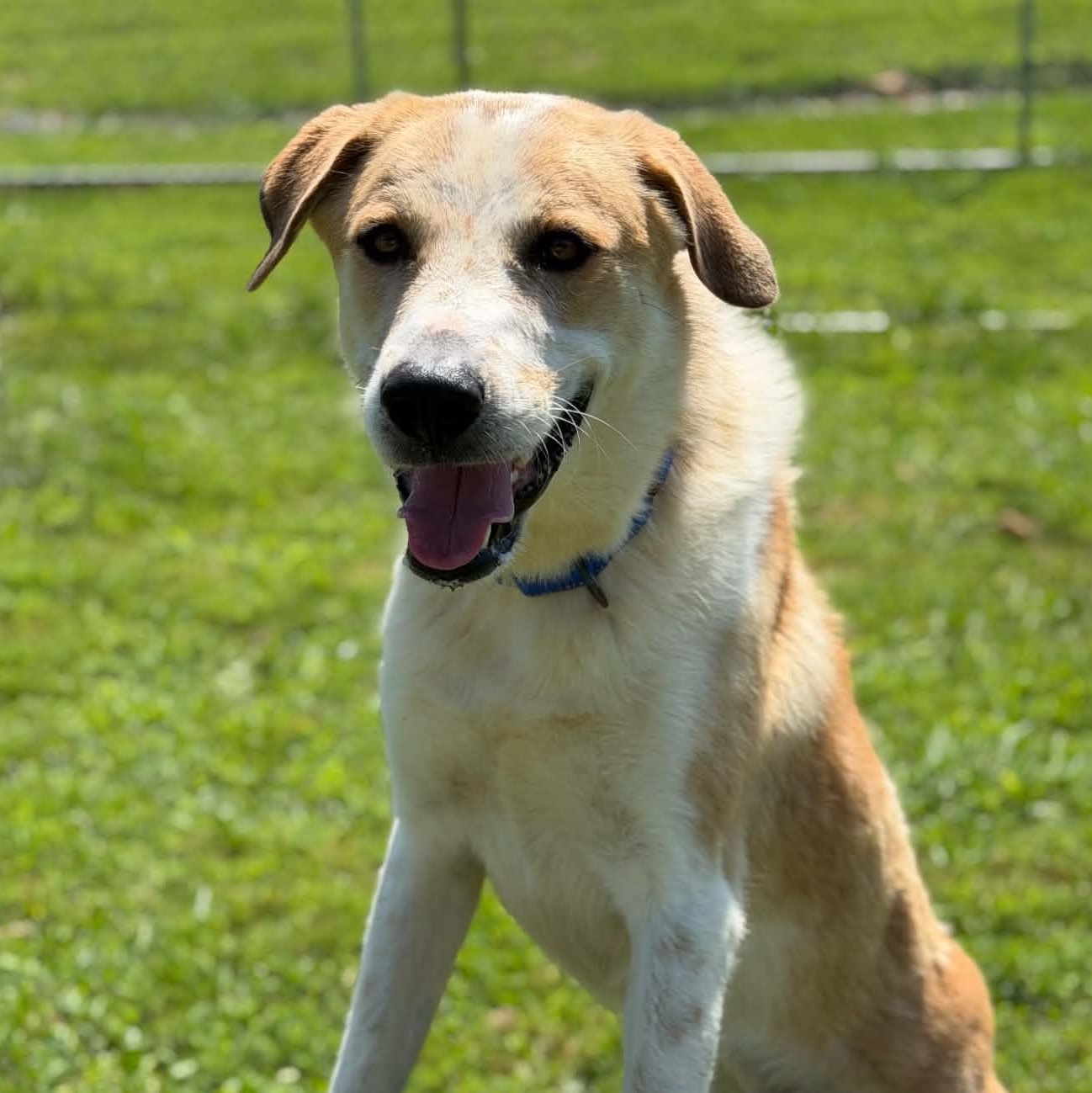 Enlarge Otis, a ADOPTABLE mixed breed in Colchester, CT image 3/6
