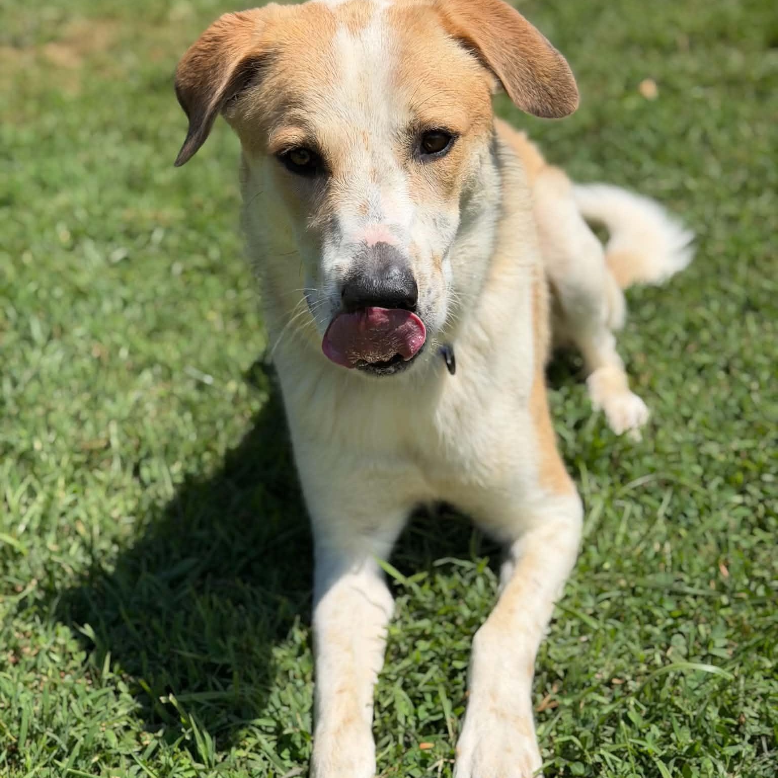 Enlarge Otis, a ADOPTABLE mixed breed in Colchester, CT image 5/6