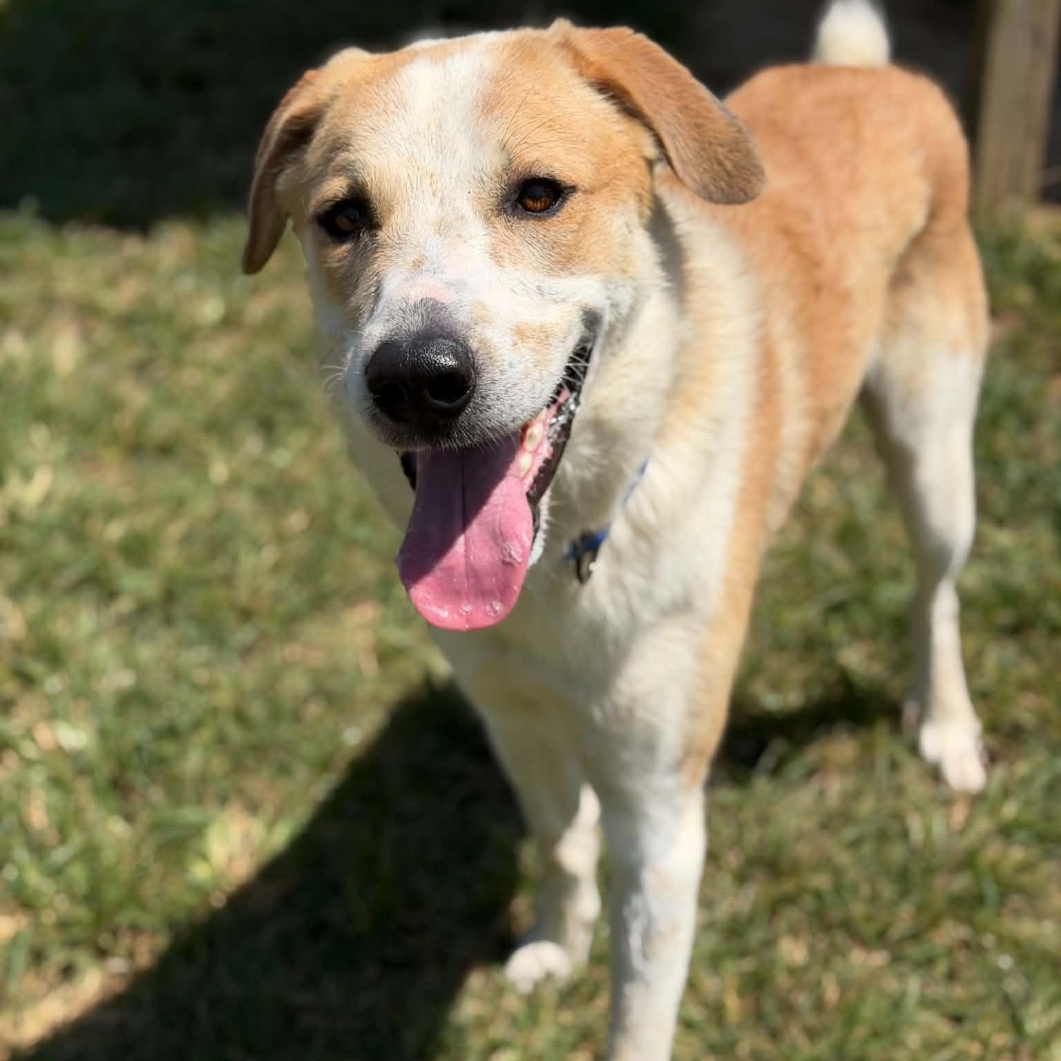 Enlarge Otis, a ADOPTABLE mixed breed in Colchester, CT image 2/6