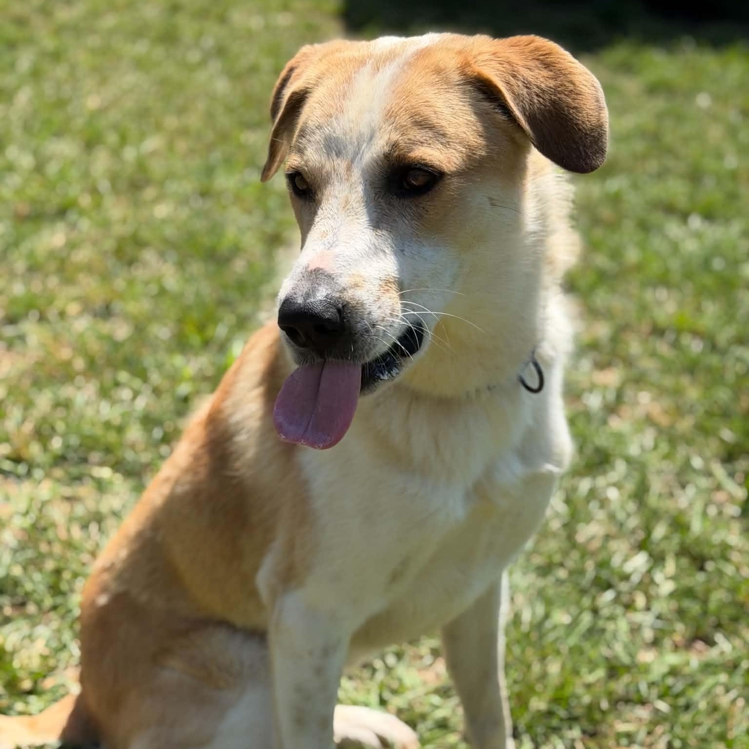 Enlarge Otis, a ADOPTABLE mixed breed in Colchester, CT image 4/6