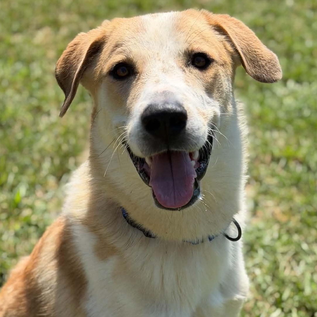 Enlarge Otis, a ADOPTABLE mixed breed in Colchester, CT image 1/6
