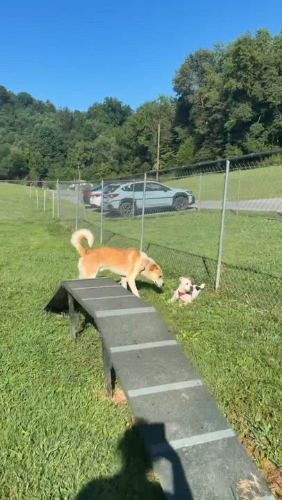 Enlarge Otis, a ADOPTABLE mixed breed in Colchester, CT video 6/6