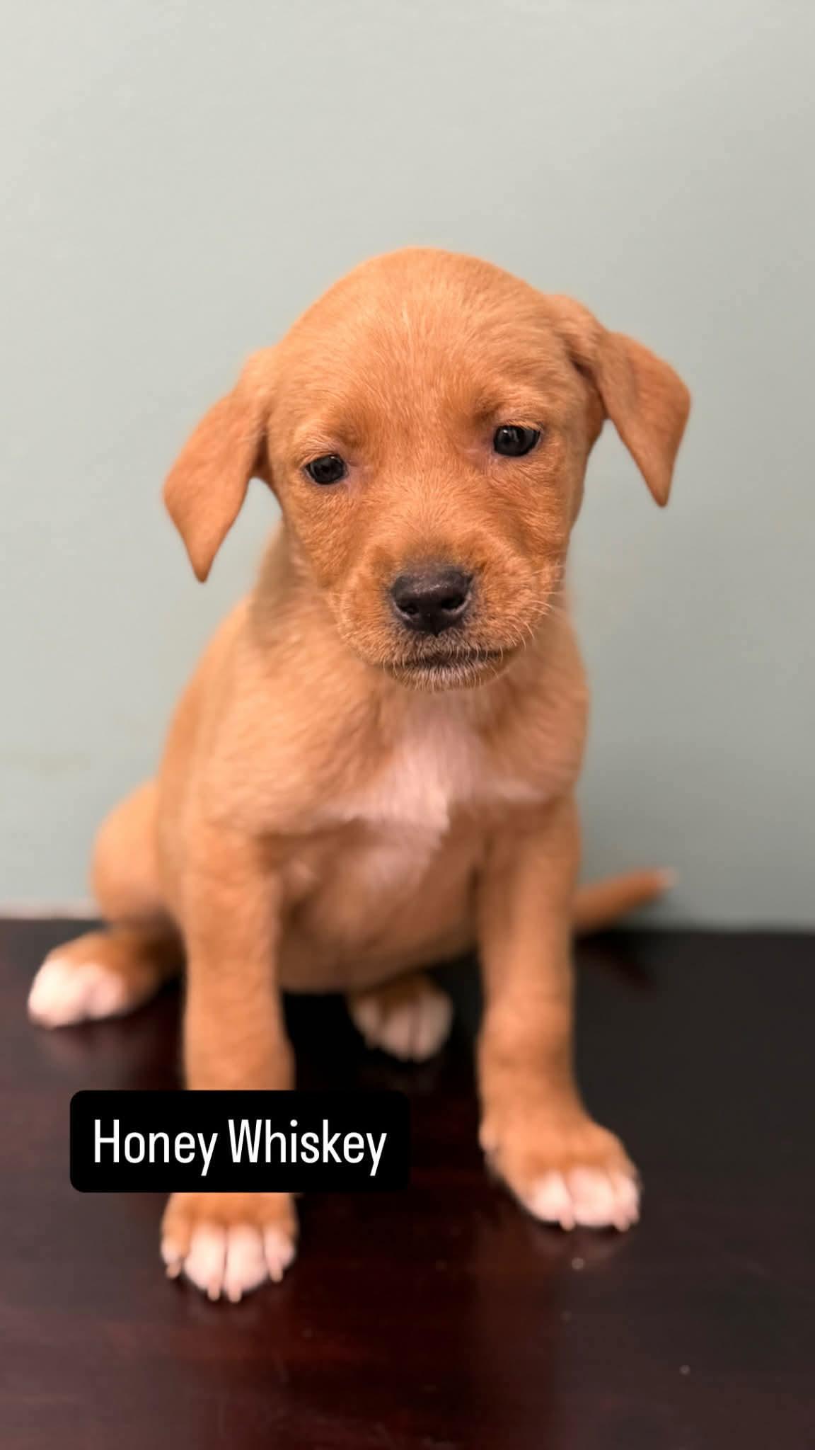 Honey Whiskey, Adoptable, Puppy Female Labrador Retriever.