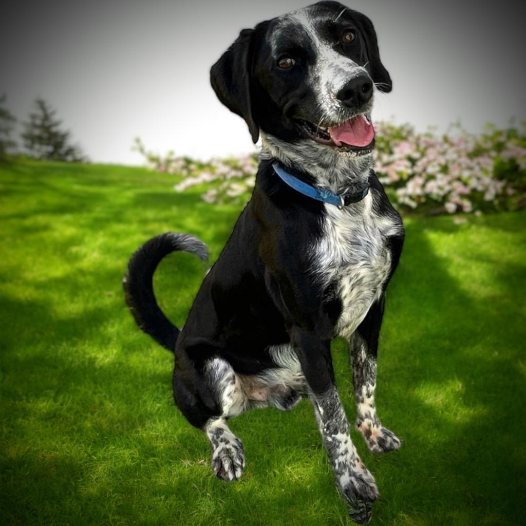 Roscoe, Adoptable, Adult Male Hound & Pointer.