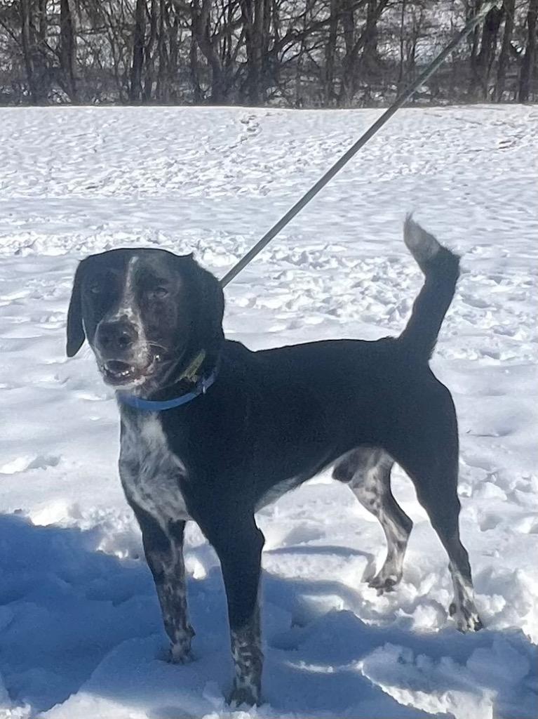 Enlarge Roscoe, a Adoptable mixed breed in Pittsfield, IL image 1/3