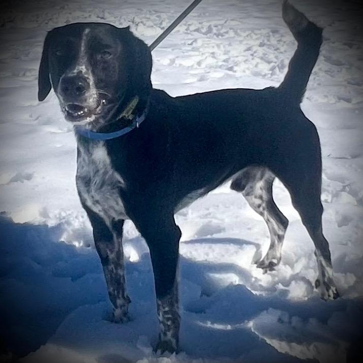 Roscoe, a Adoptable mixed breed in Pittsfield, IL image 3/3