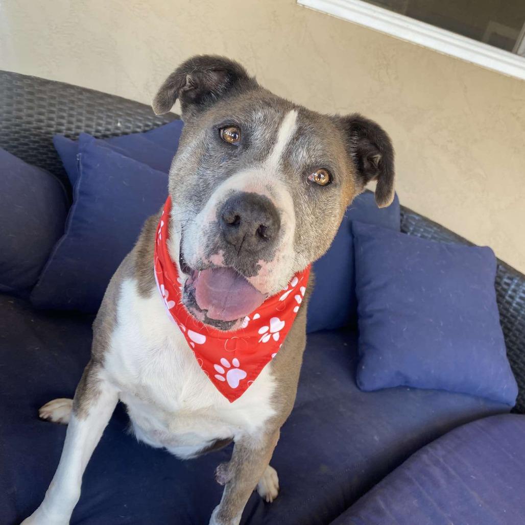 Enlarge Gumbo, a Adoptable Pit Bull Terrier in Ramona, CA image 1/6