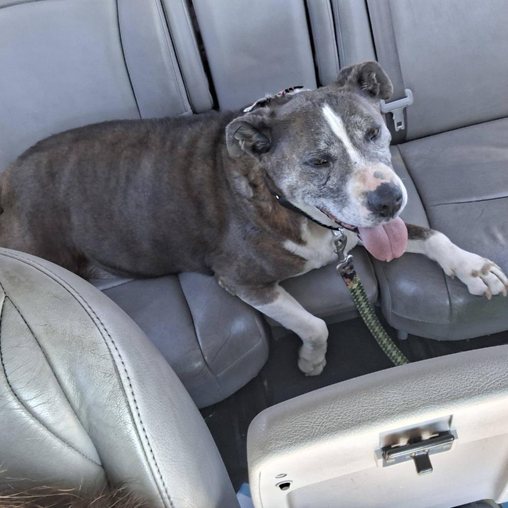 Enlarge Gumbo, a Adoptable Pit Bull Terrier in Ramona, CA image 2/6