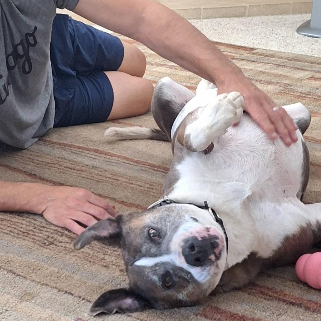 Enlarge Gumbo, a Adoptable Pit Bull Terrier in Ramona, CA image 3/6