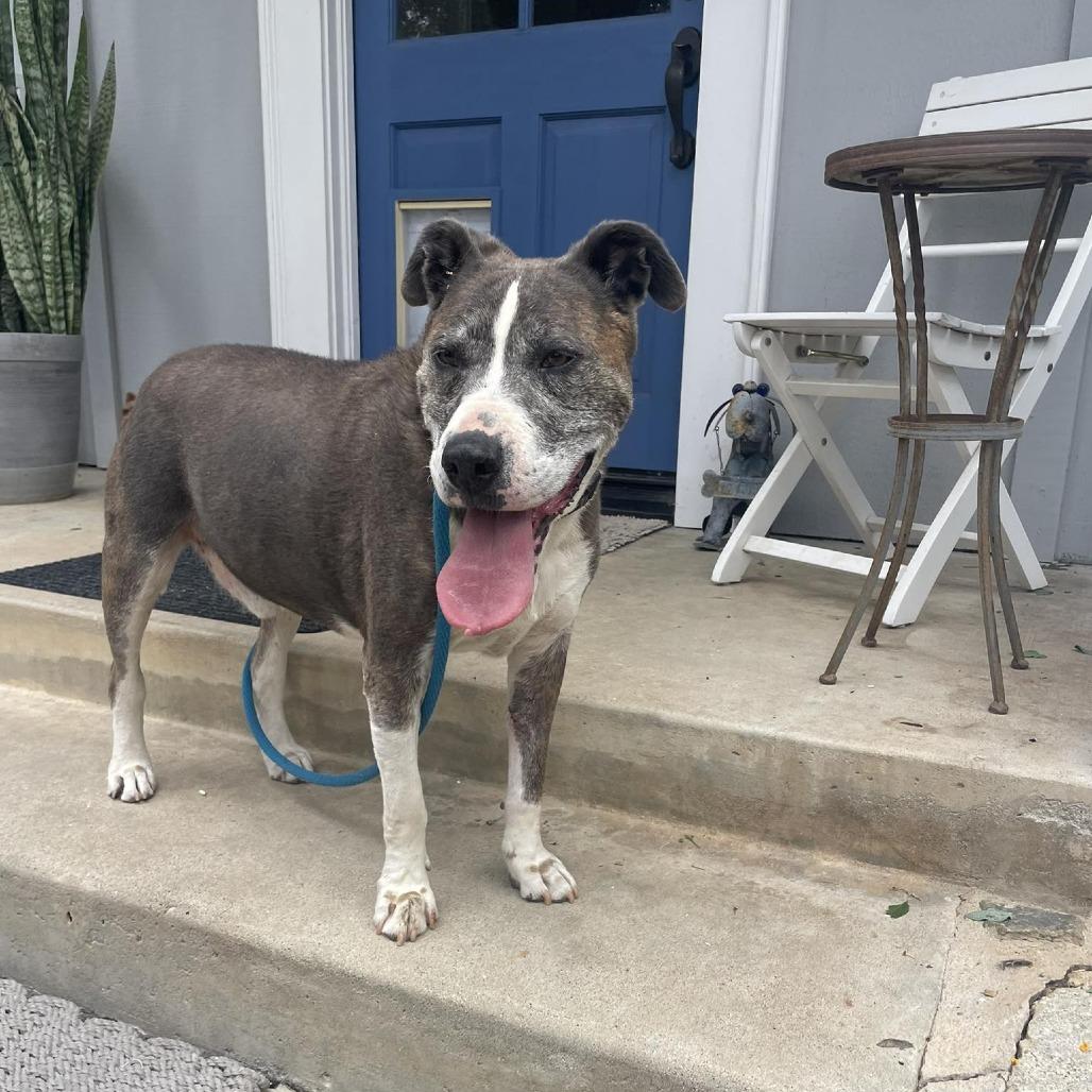 Enlarge Gumbo, a Adoptable Pit Bull Terrier in Ramona, CA image 4/6