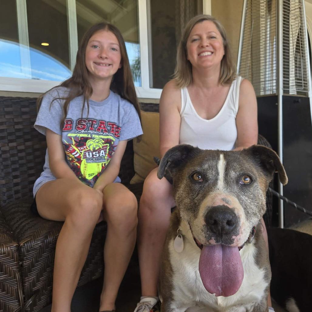 Enlarge Gumbo, a Adoptable Pit Bull Terrier in Ramona, CA image 5/6