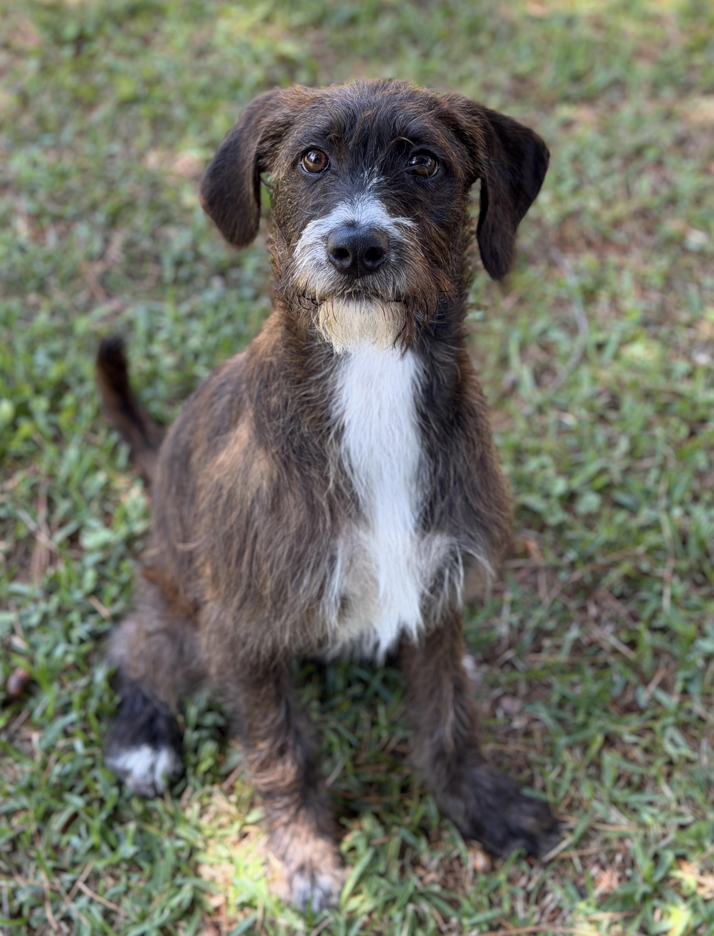 Enlarge Jennie, a ADOPTABLE mixed breed in Mt Pleasant, SC image 1/6