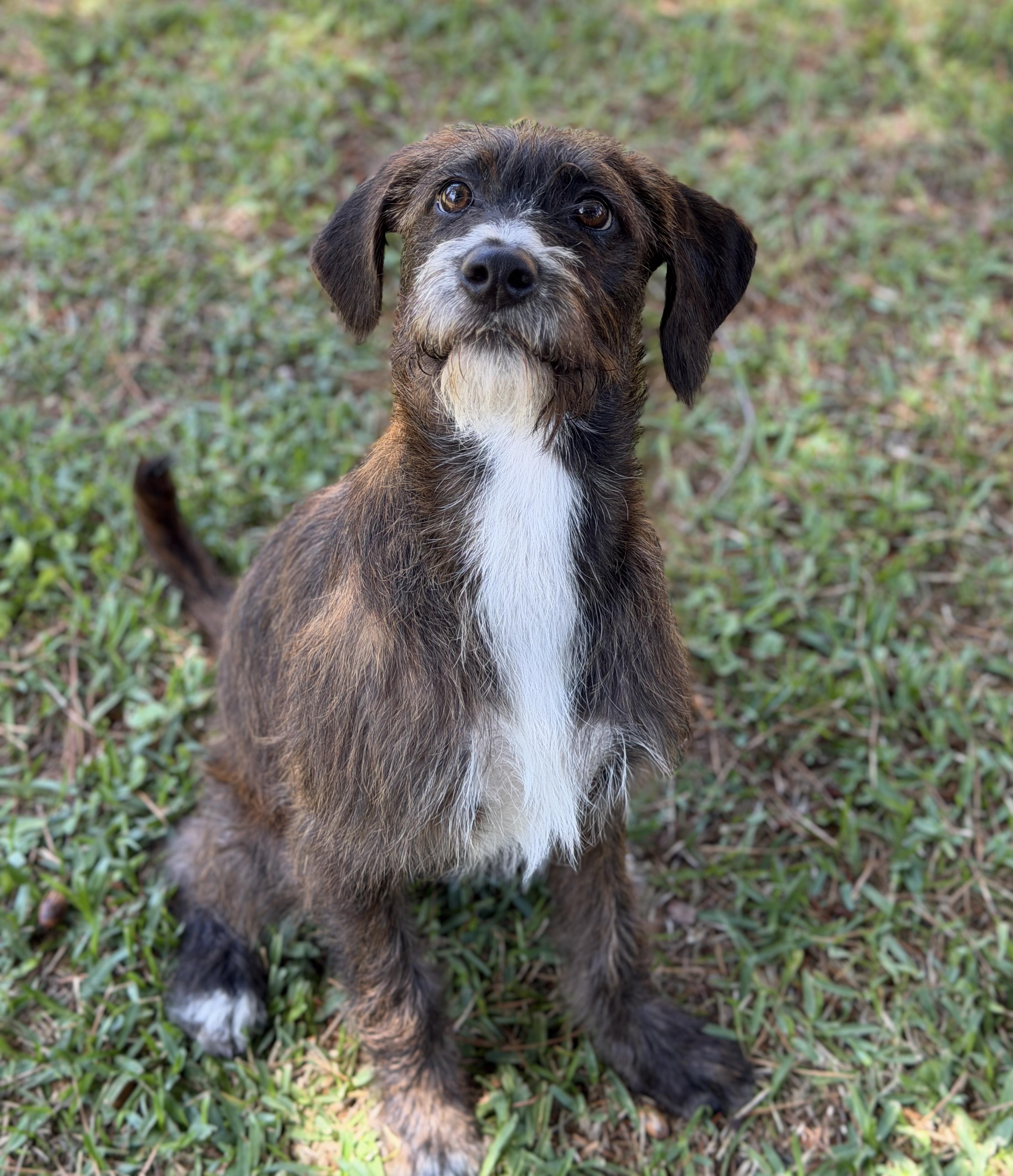Enlarge Jennie, a ADOPTABLE mixed breed in Mt Pleasant, SC image 5/6