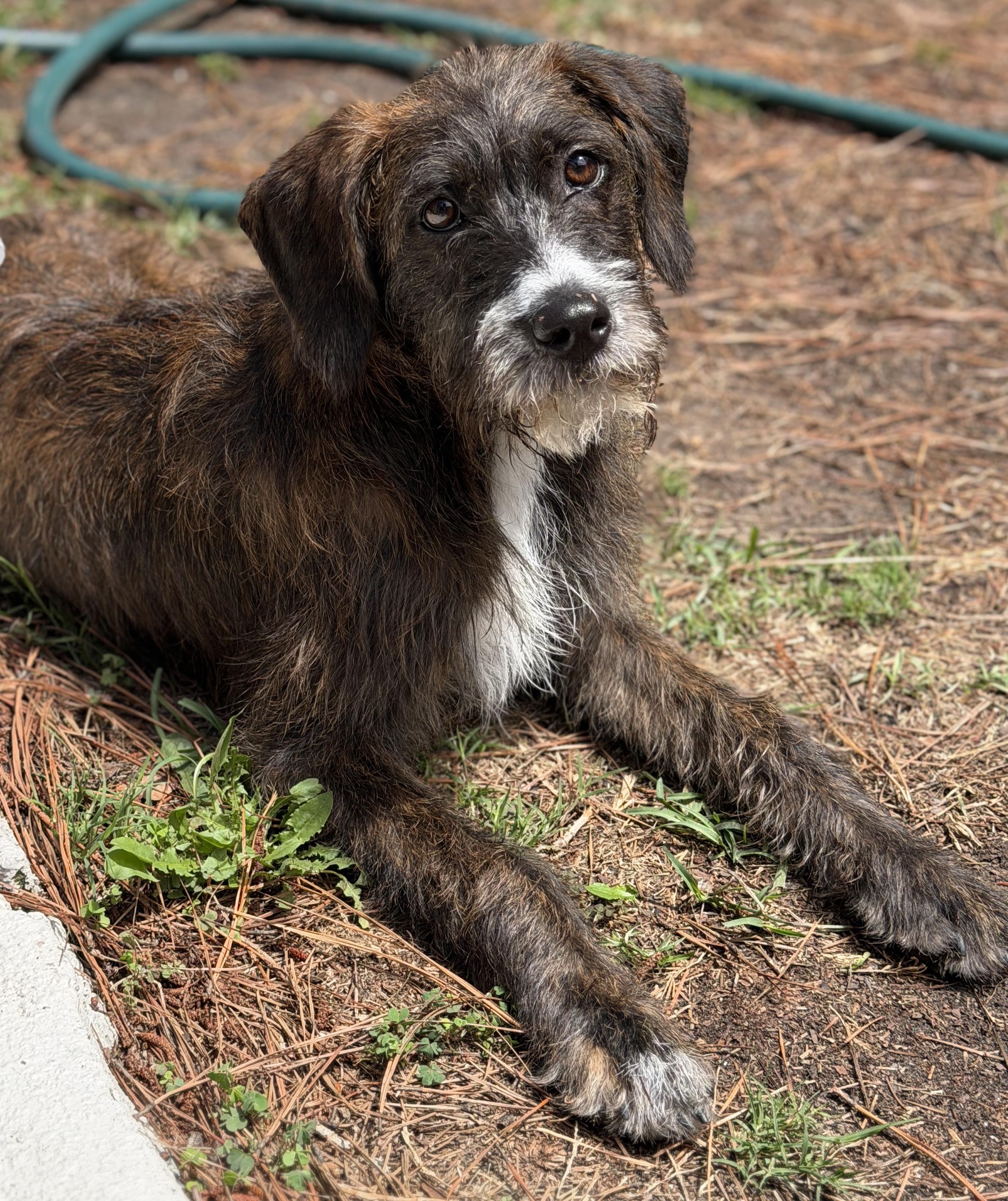 Enlarge Jennie, a ADOPTABLE mixed breed in Mt Pleasant, SC image 3/6