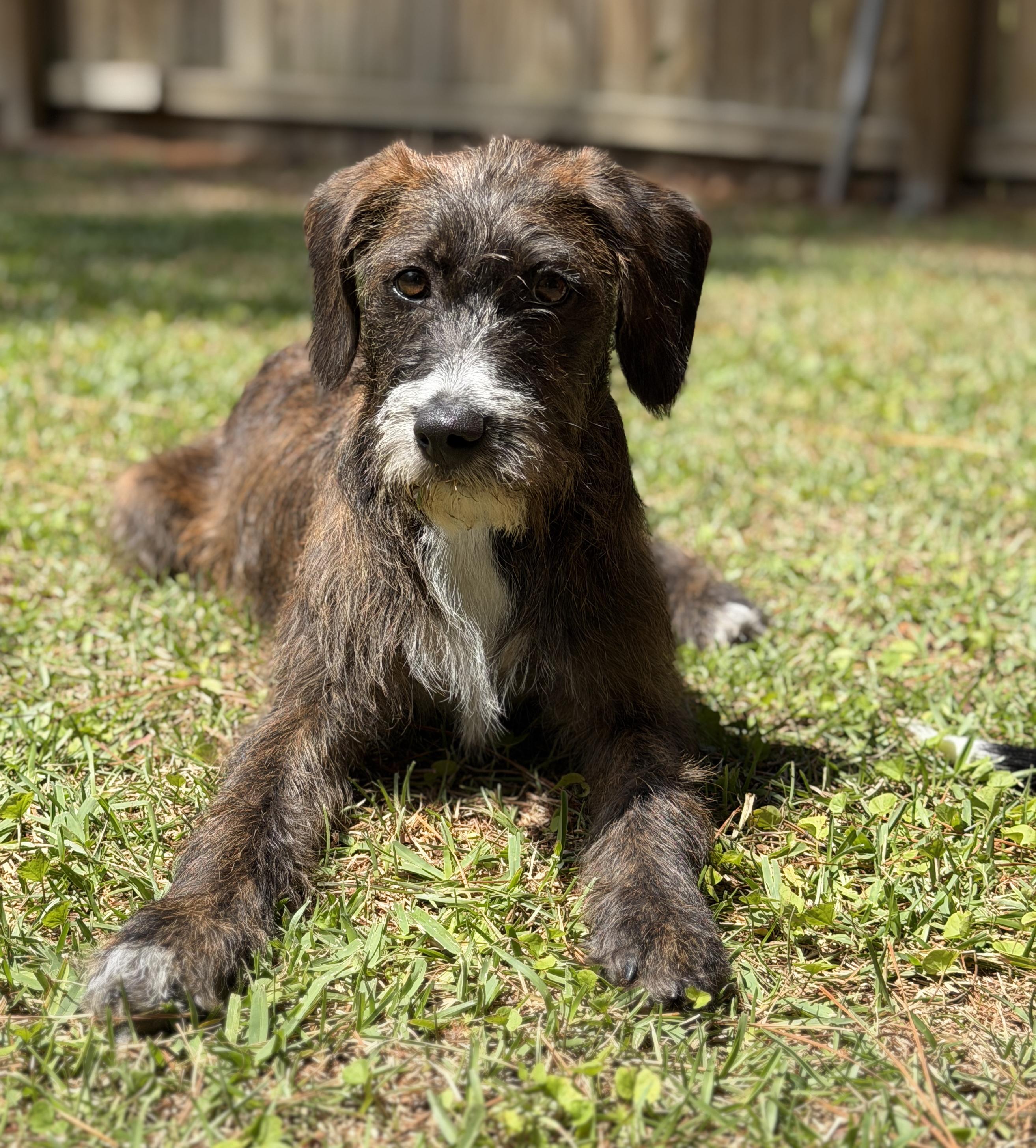Enlarge Jennie, a ADOPTABLE mixed breed in Mt Pleasant, SC image 4/6