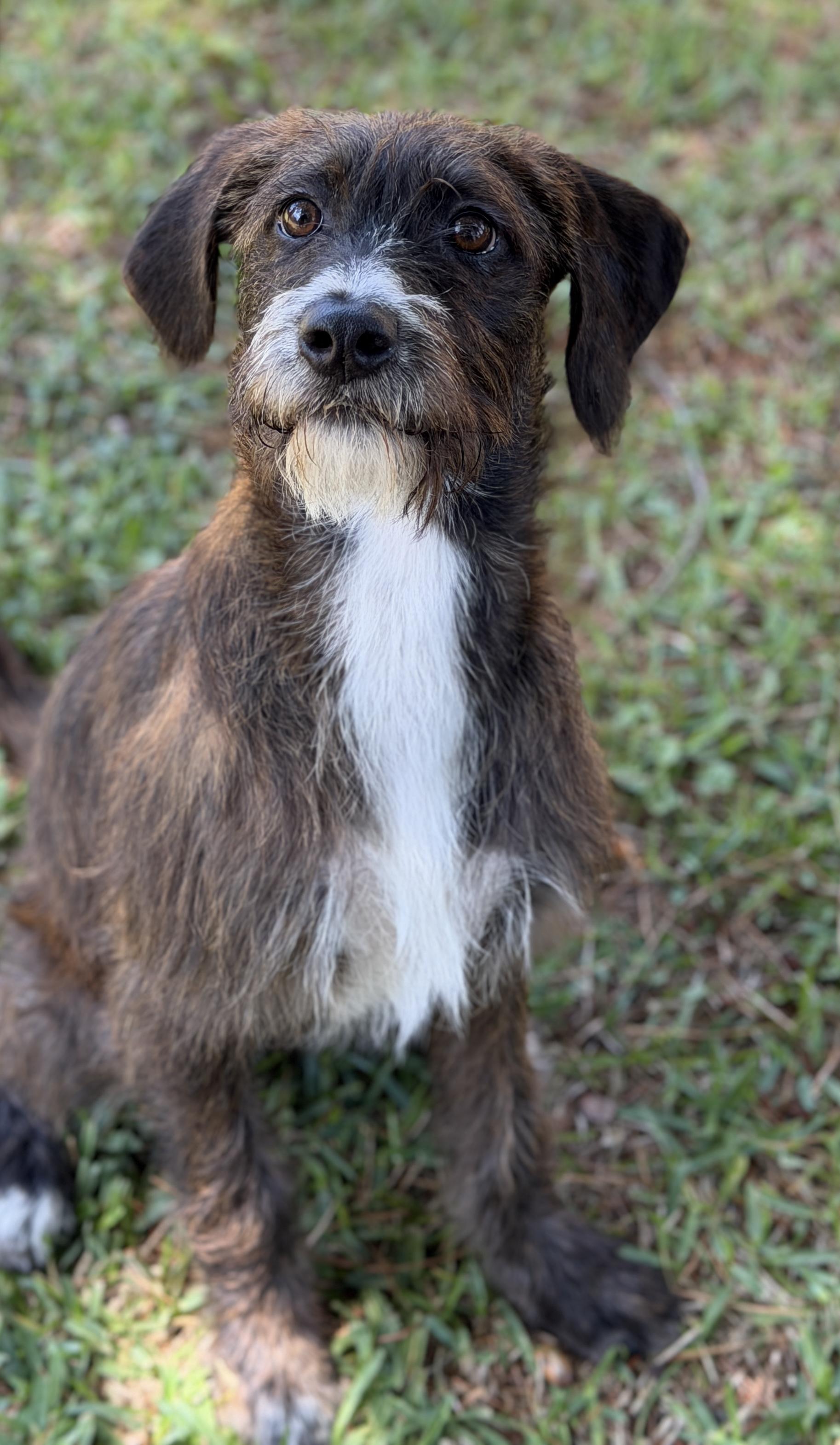 Enlarge Jennie, a ADOPTABLE mixed breed in Mt Pleasant, SC image 2/6