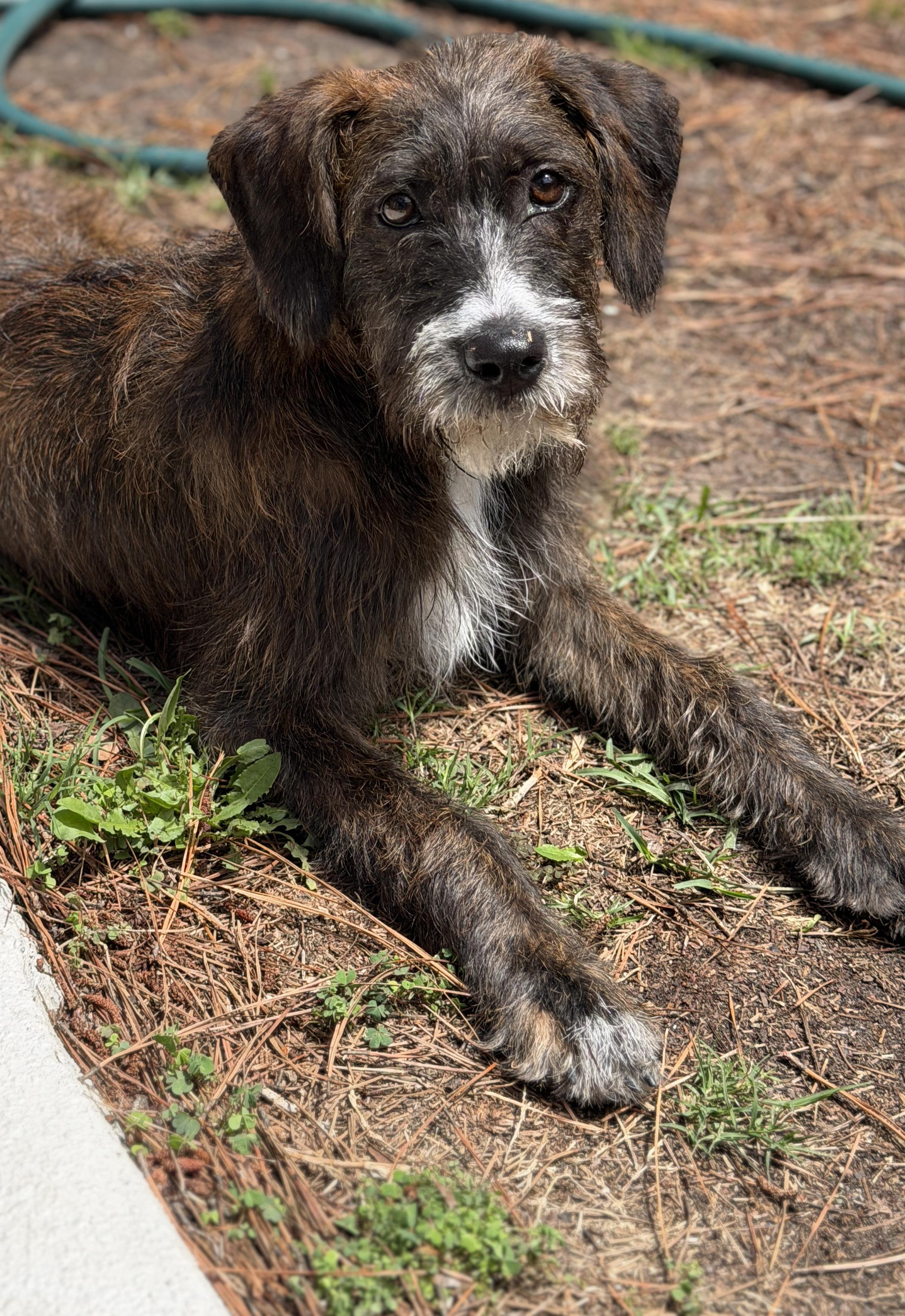 Enlarge Jennie, a ADOPTABLE mixed breed in Mt Pleasant, SC image 6/6