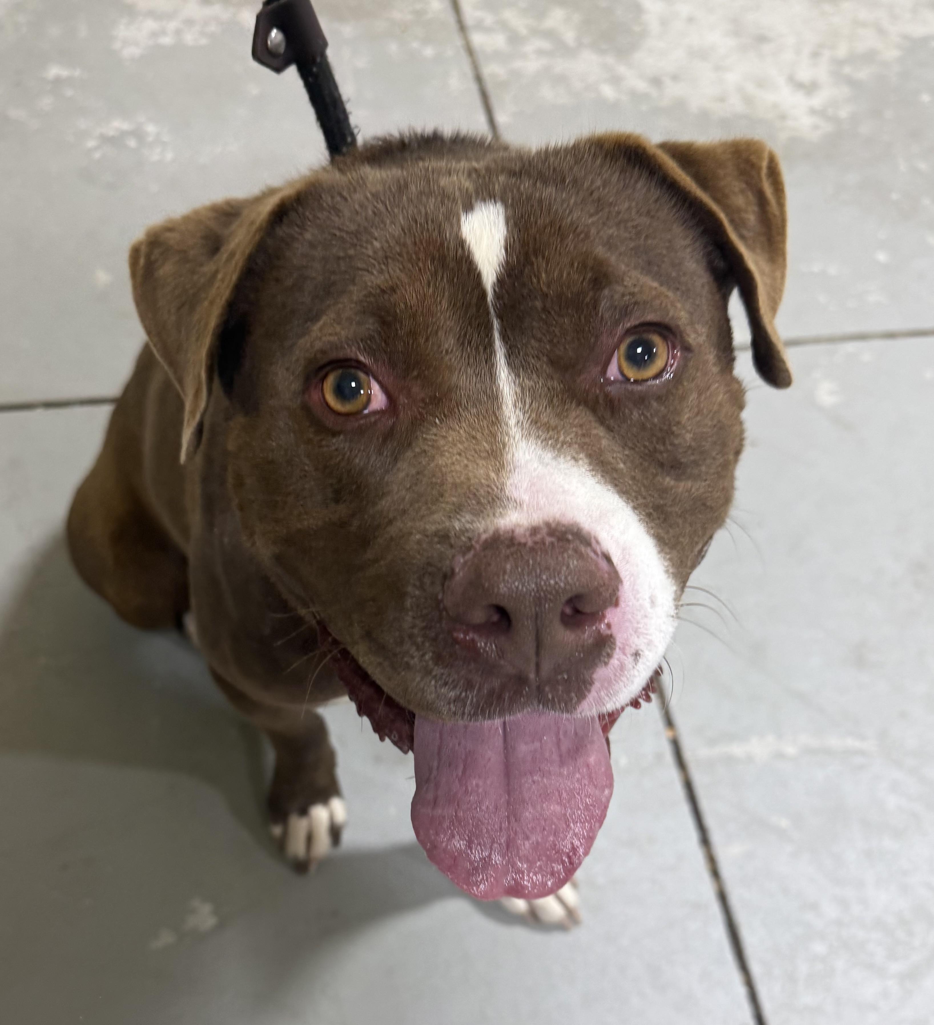 Lumi, ADOPTABLE, Adult Male Terrier.