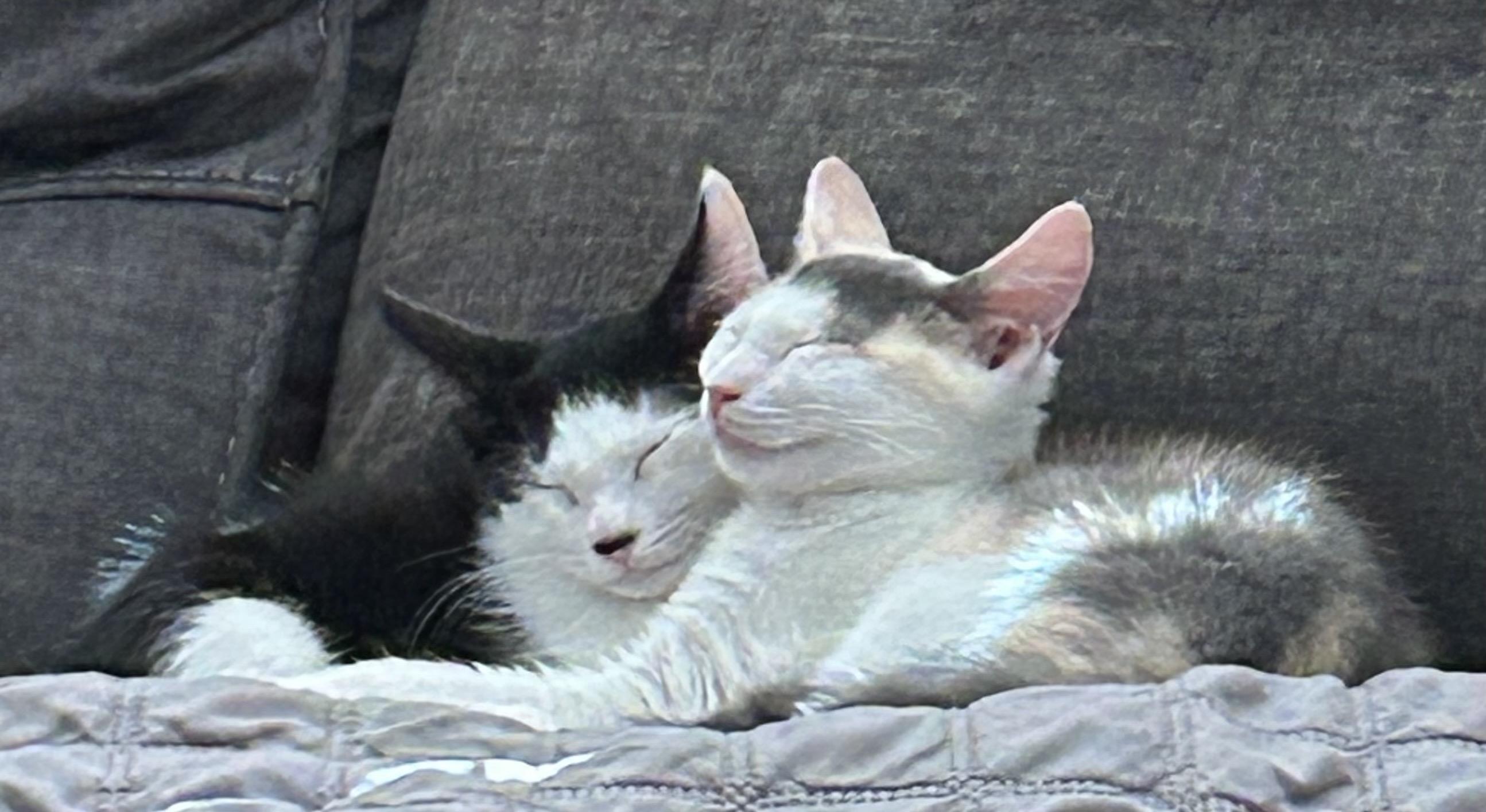 Sally, Adoptable, Kitten Female Domestic Short Hair.