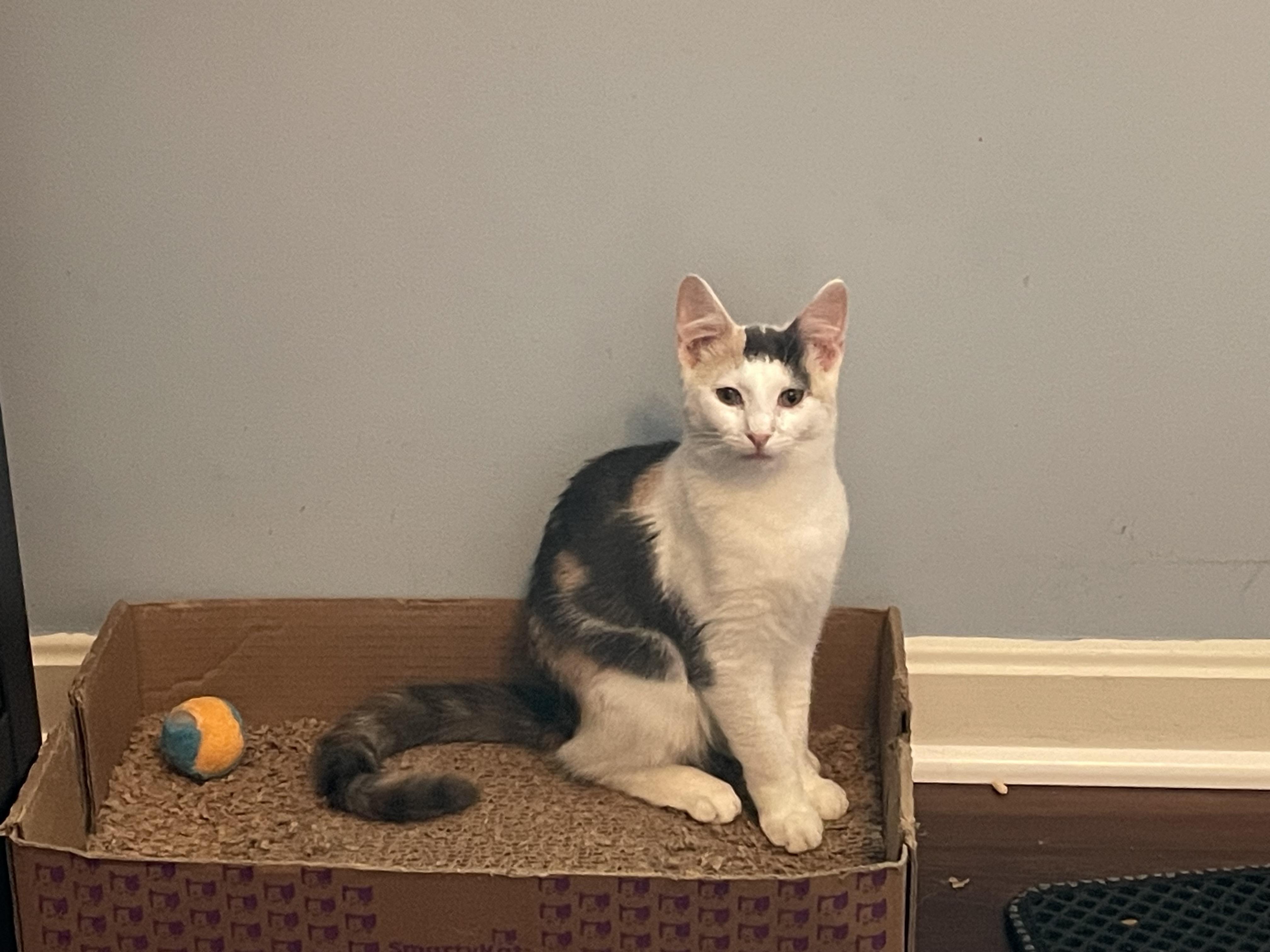 Enlarge Sally, a Adoptable Domestic Short Hair in Port Republic, MD image 3/5