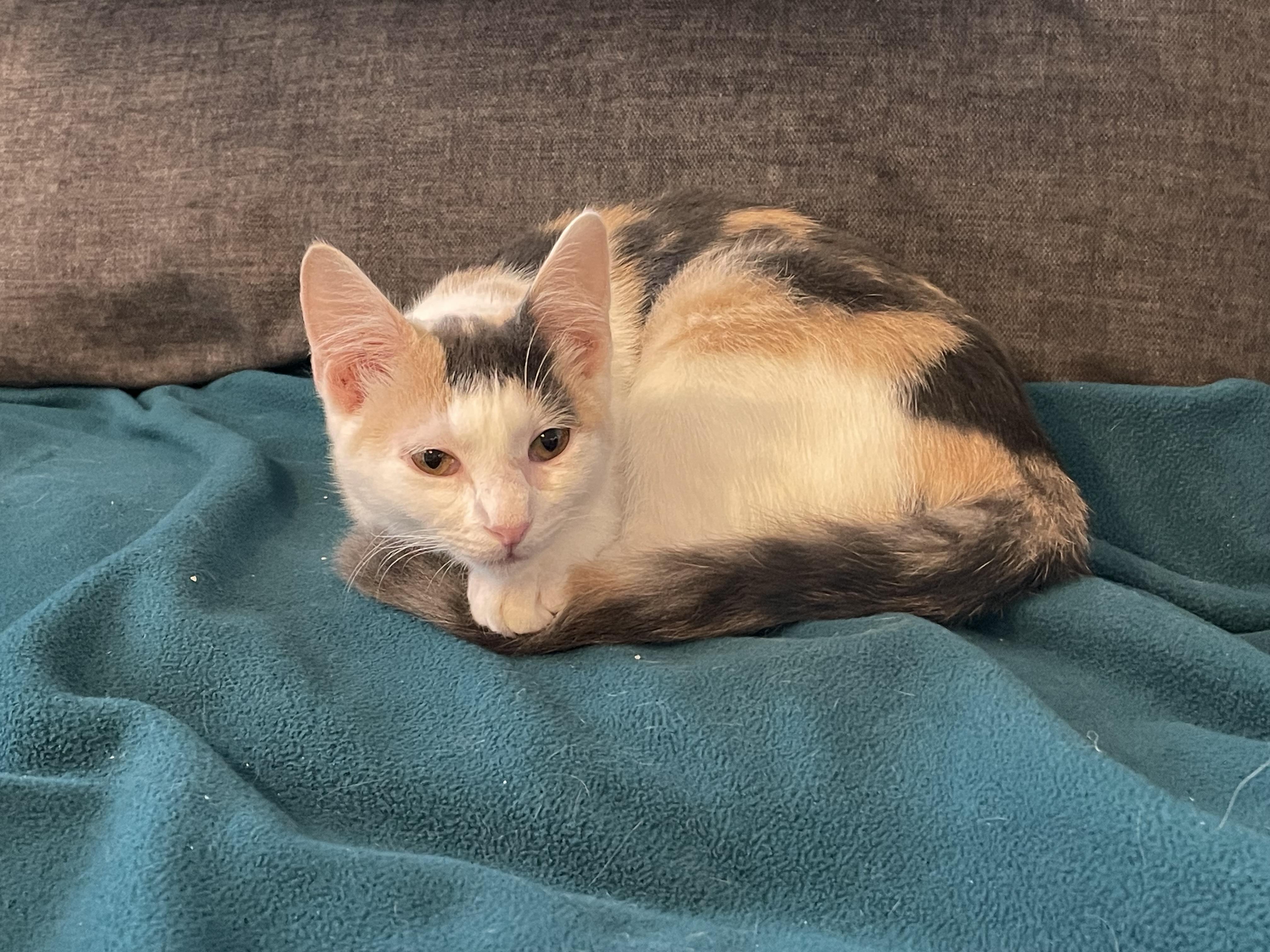 Enlarge Sally, a Adoptable Domestic Short Hair in Port Republic, MD image 4/5