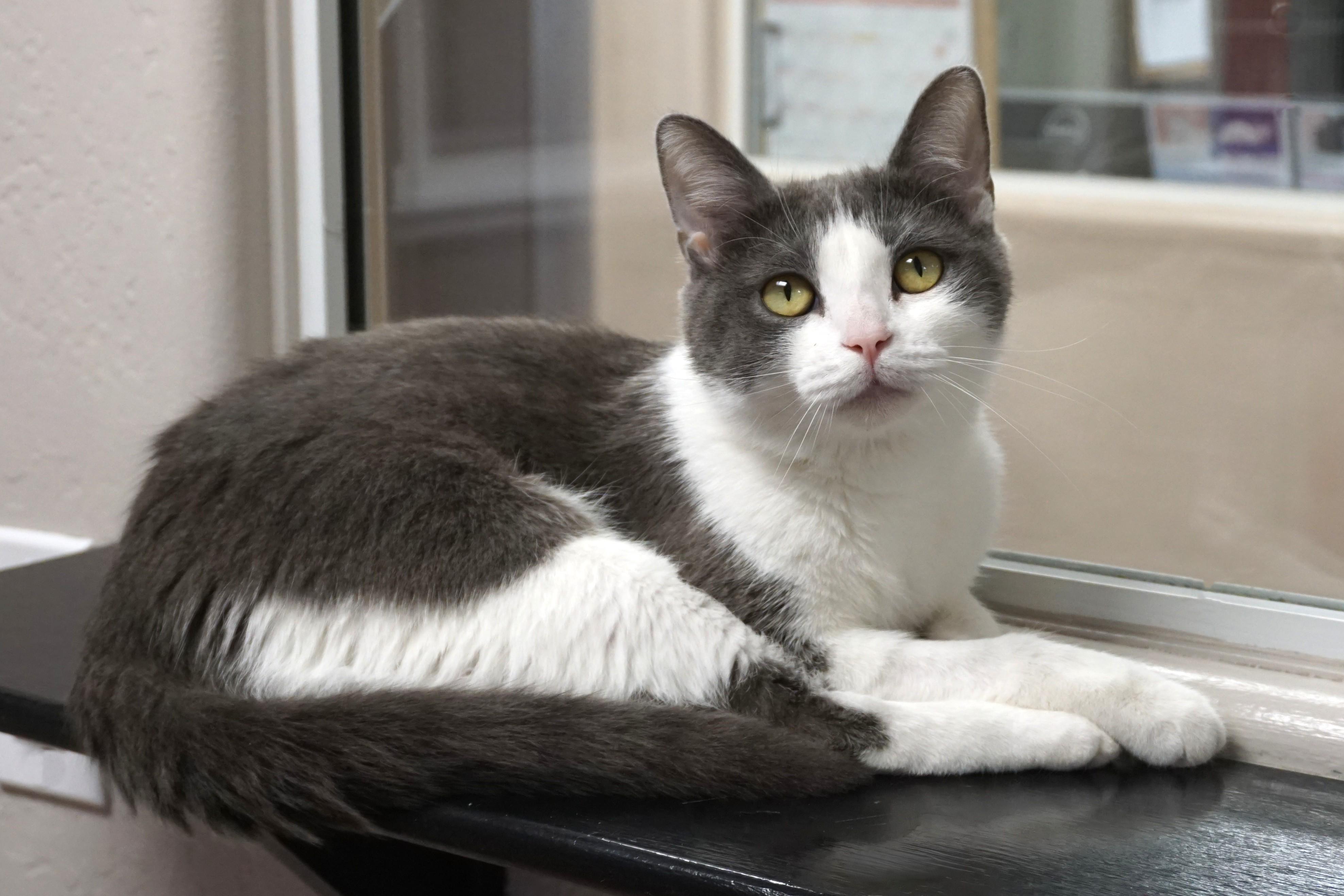 Enlarge Hailey, an adopted Domestic Short Hair in Fountain Hills, AZ image 2/5