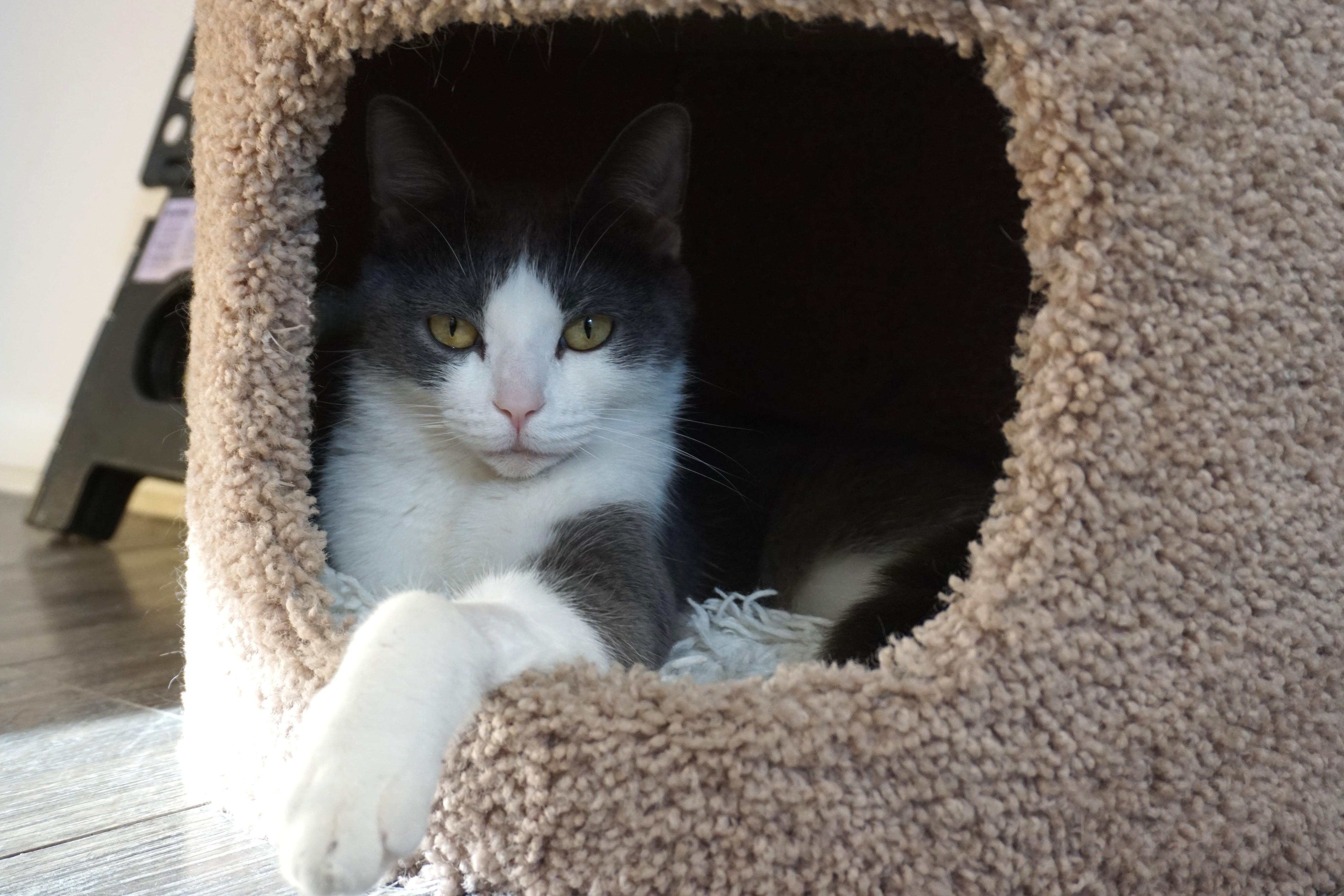 Enlarge Hailey, an adopted Domestic Short Hair in Fountain Hills, AZ image 4/4