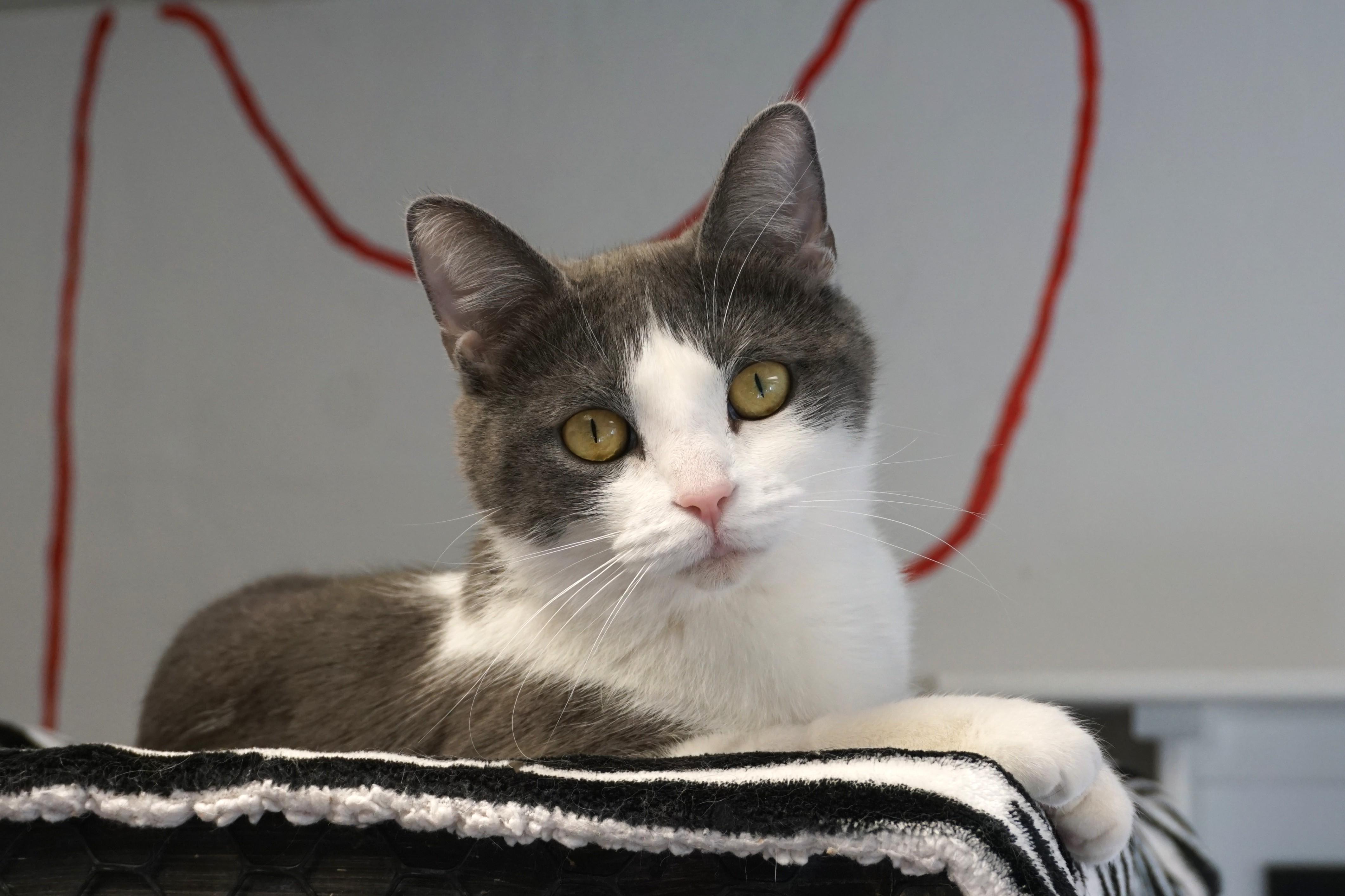 Enlarge Hailey, an adopted Domestic Short Hair in Fountain Hills, AZ image 1/4