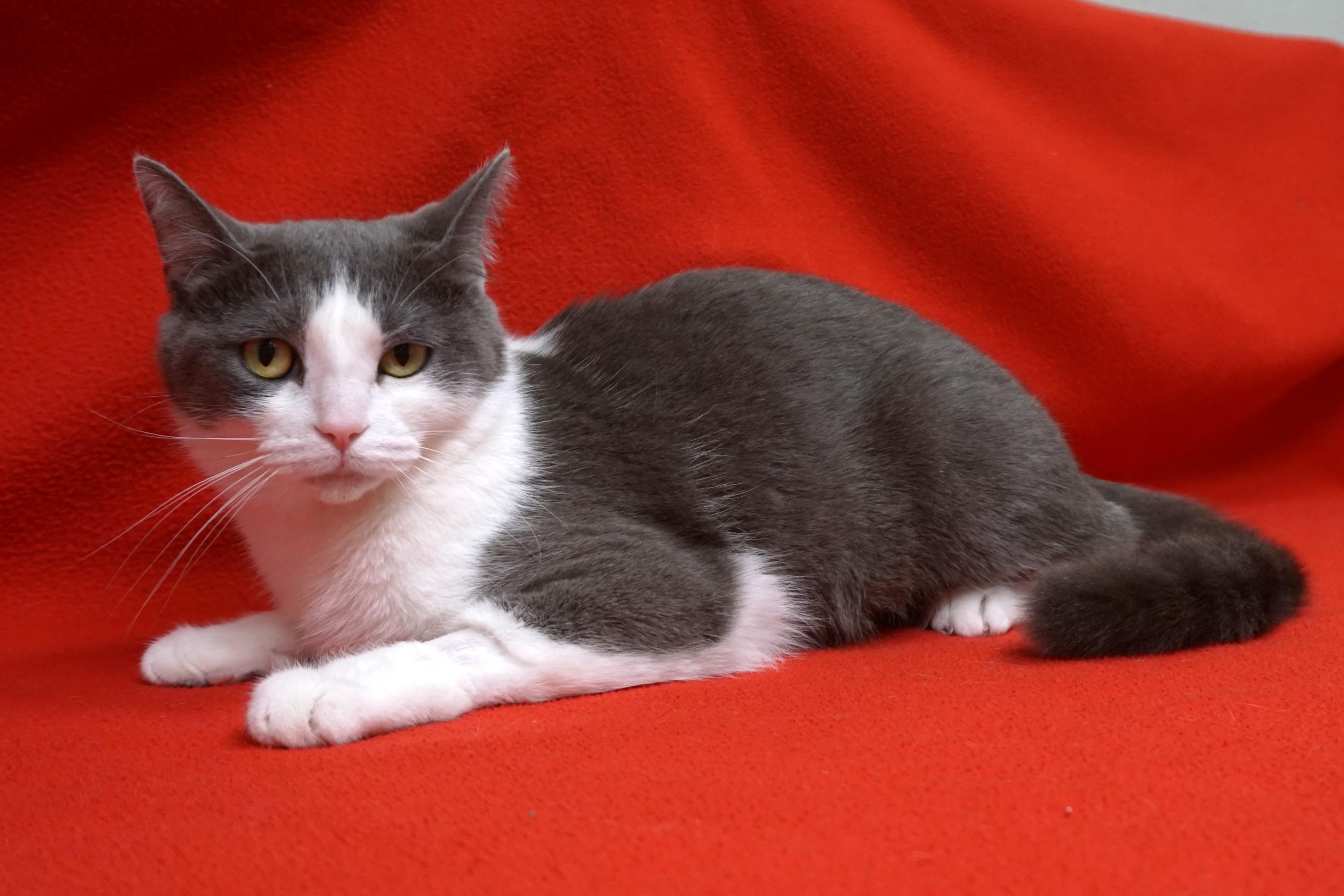 Hailey — thumbnail 4